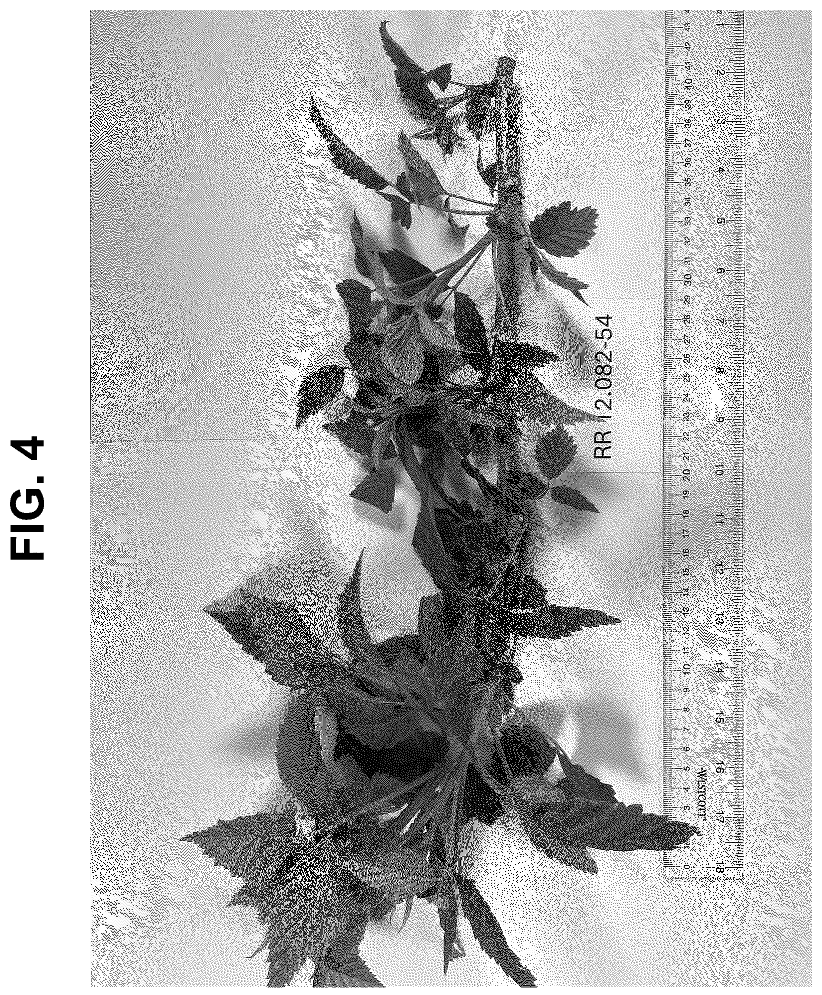 Patent USPP037341 Figure 4 – Raspberry plant named ‘PS-12.082-54’