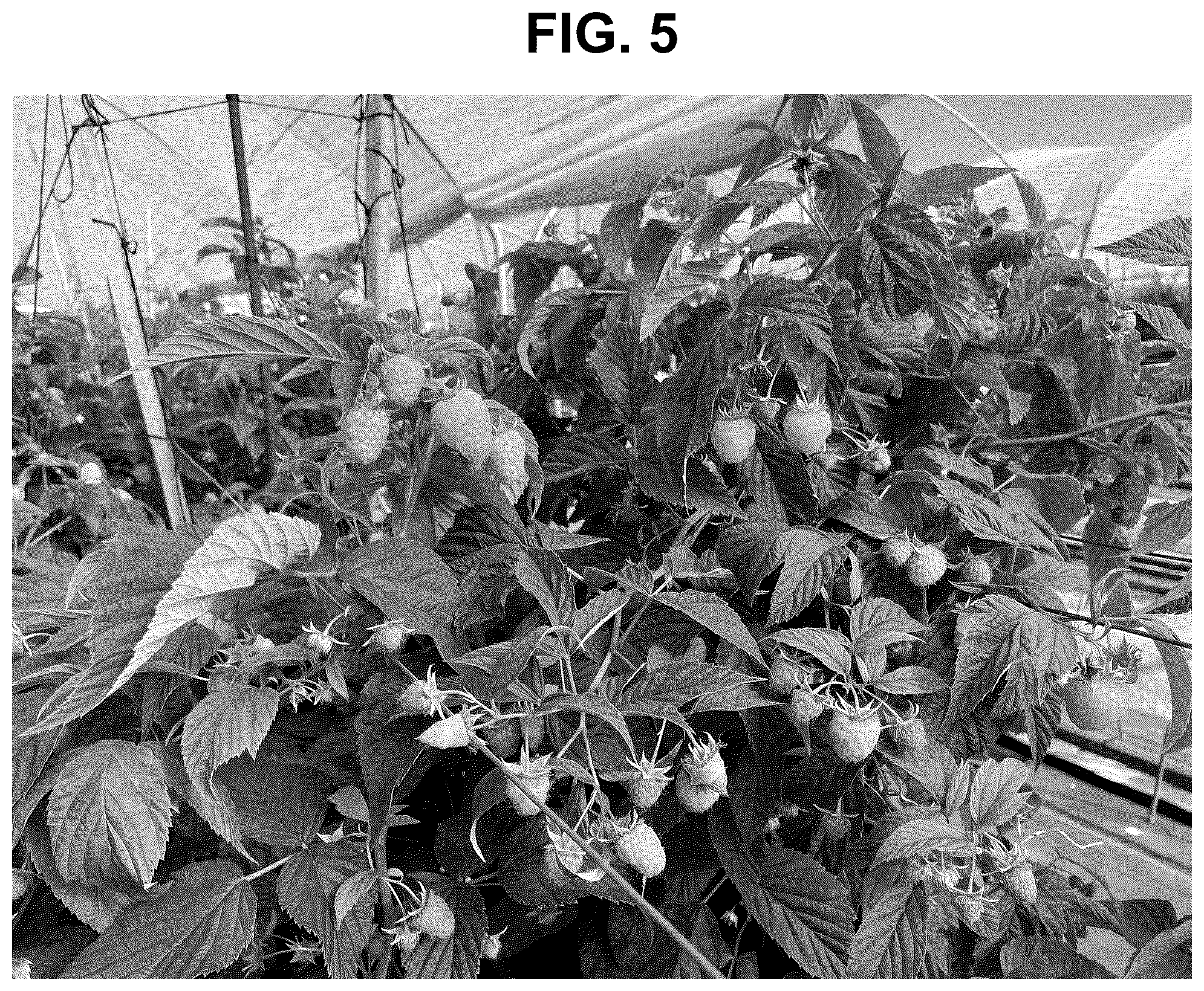 Patent USPP037341 Figure 5 – Raspberry plant named ‘PS-12.082-54’