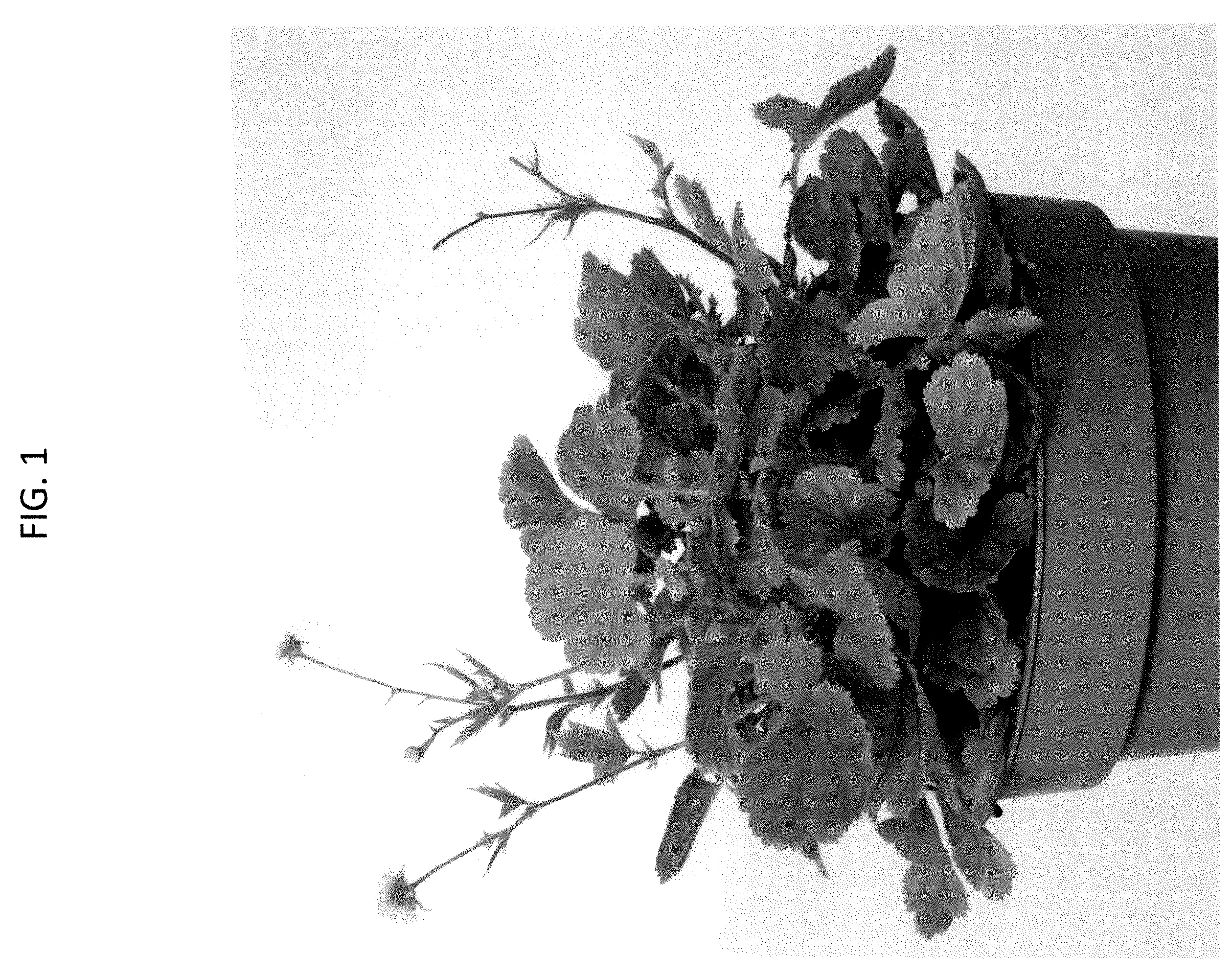 Patent USPP037342 Figure 1 – Geum plant named ‘MACGEU050’