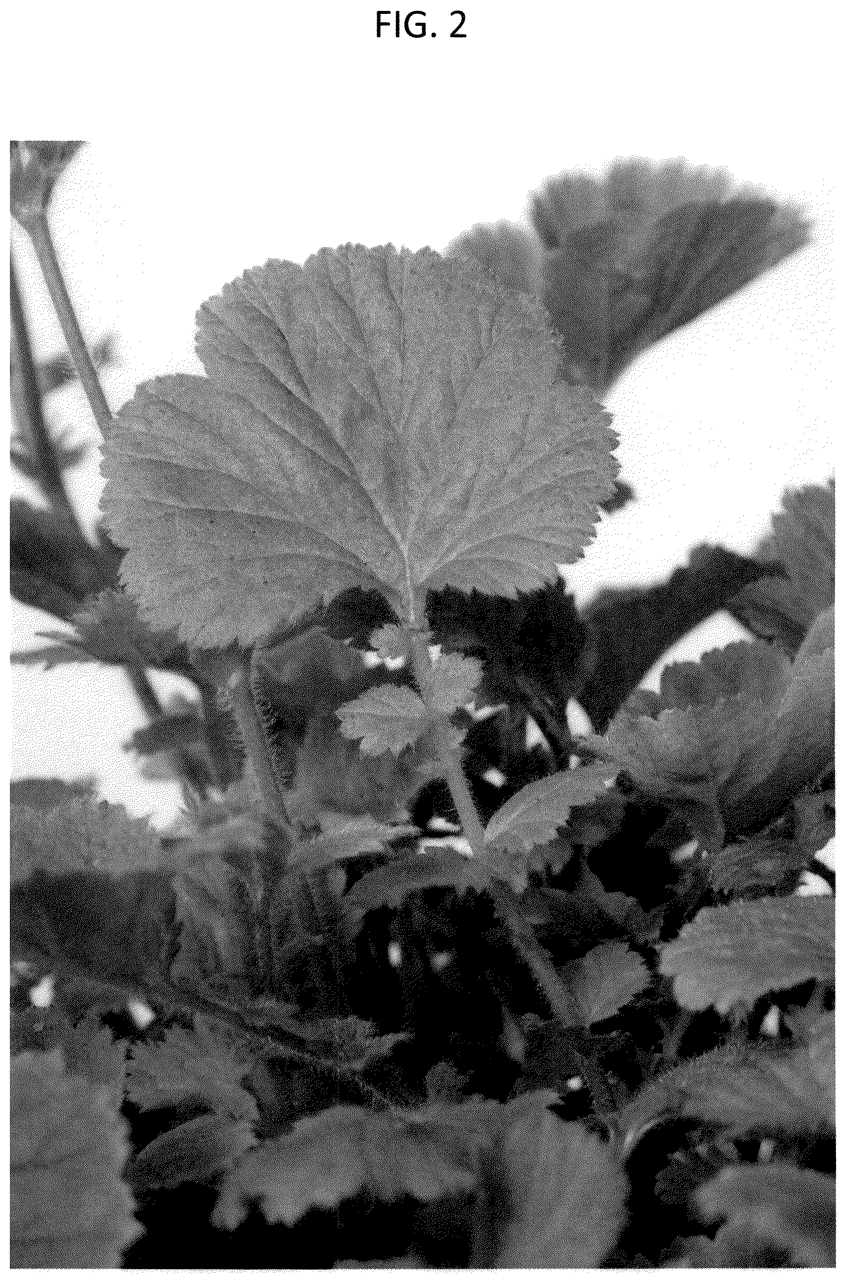 Patent USPP037342 Figure 2 – Geum plant named ‘MACGEU050’
