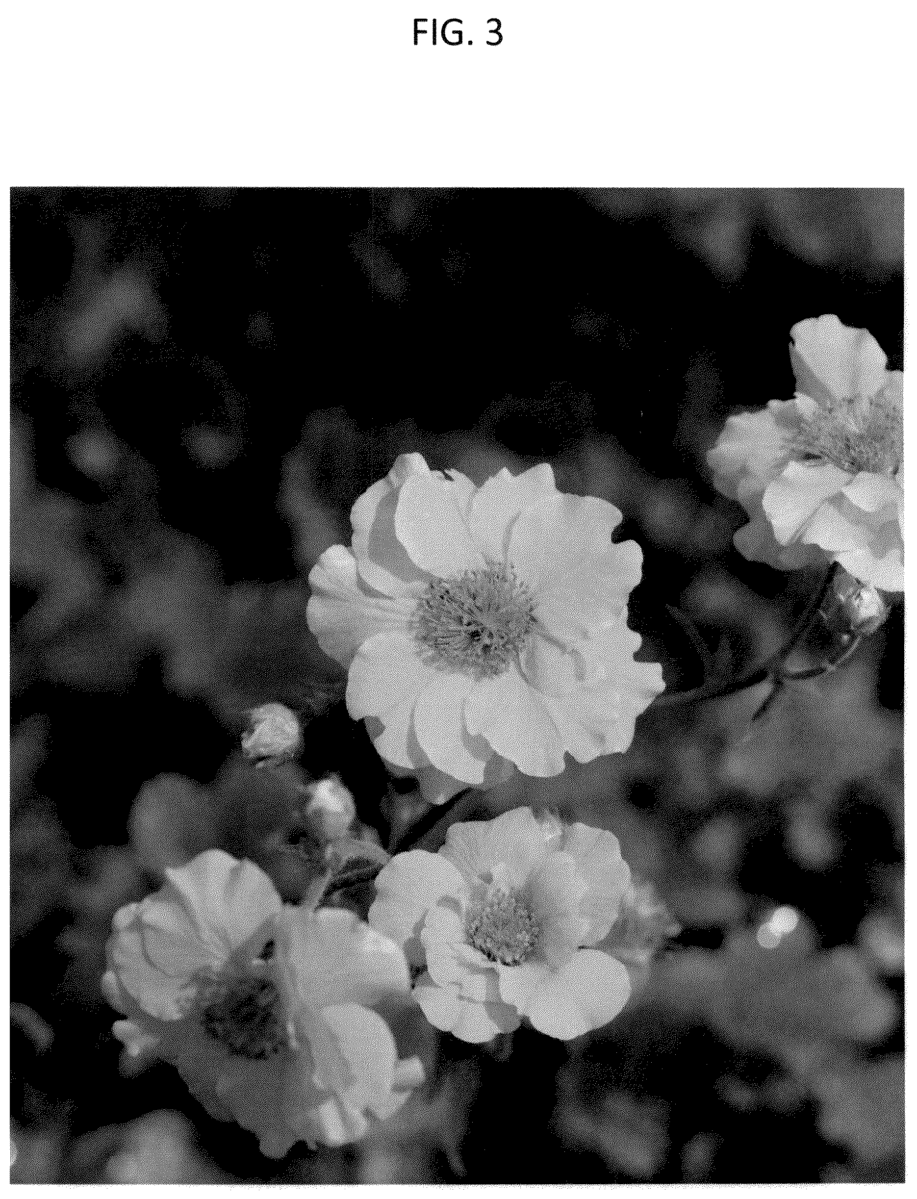Patent USPP037342 Figure 3 – Geum plant named ‘MACGEU050’