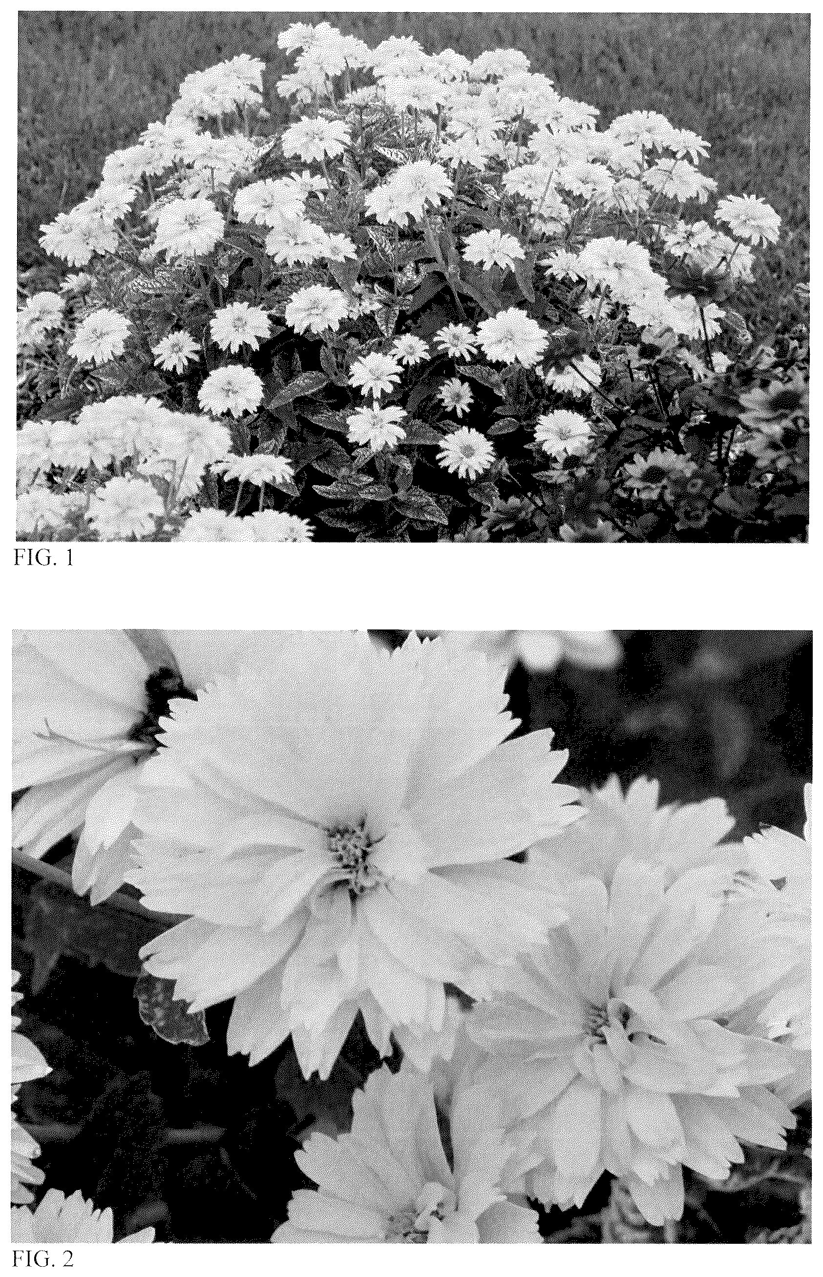 Patent USPP037343 Figure 1 – Heliopsis plant named ‘Sunny Disposition’