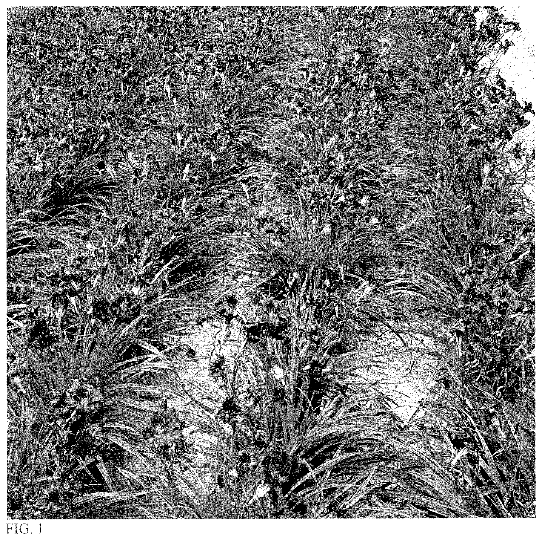 Patent USPP037344 — Hemerocallis plant named ‘Rule of Plum’ — Figure 1