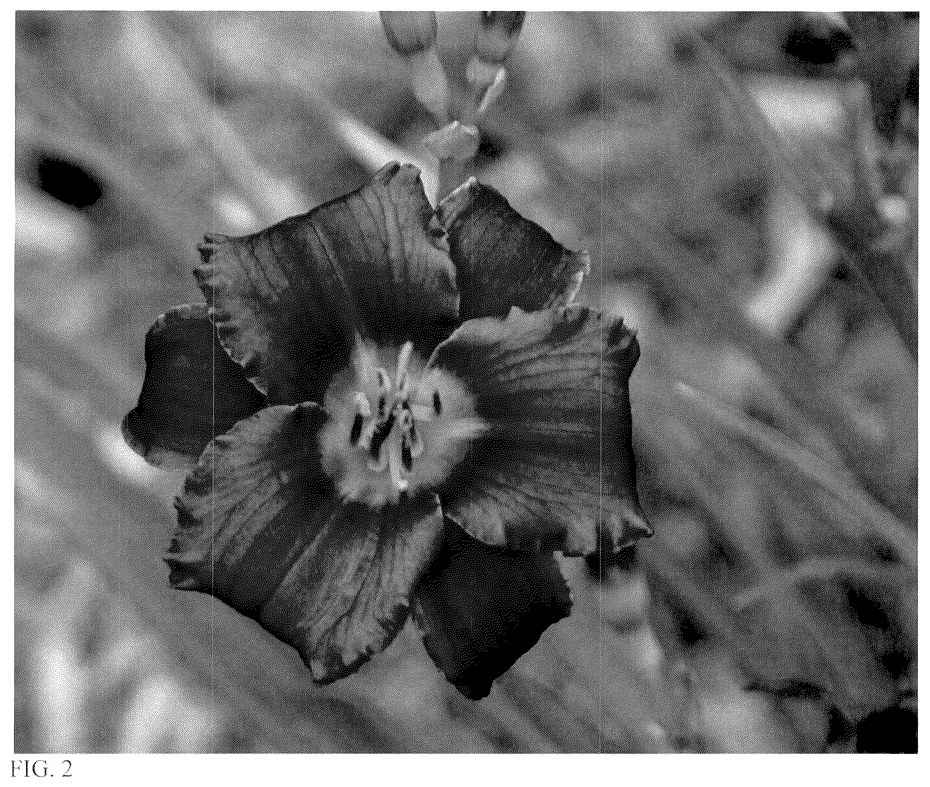 Patent USPP037344 Figure 2 – Hemerocallis plant named ‘Rule of Plum’