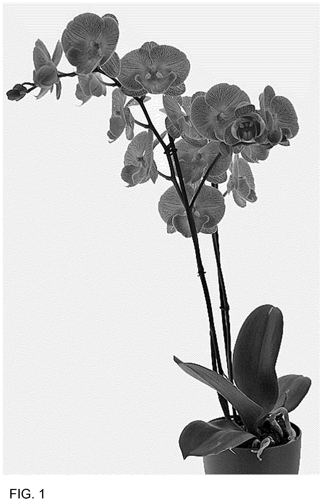 Patent USPP037345 Figure 1 – Phalaenopsis plant named ‘Talk Show’