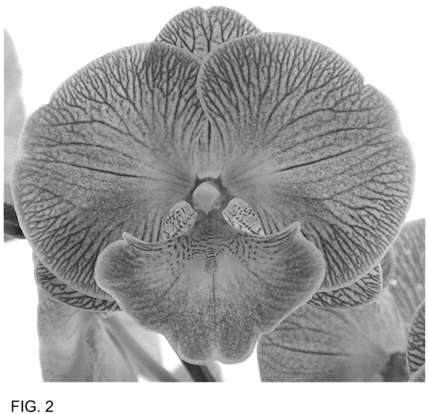 Patent USPP037345 Figure 2 – Phalaenopsis plant named ‘Talk Show’