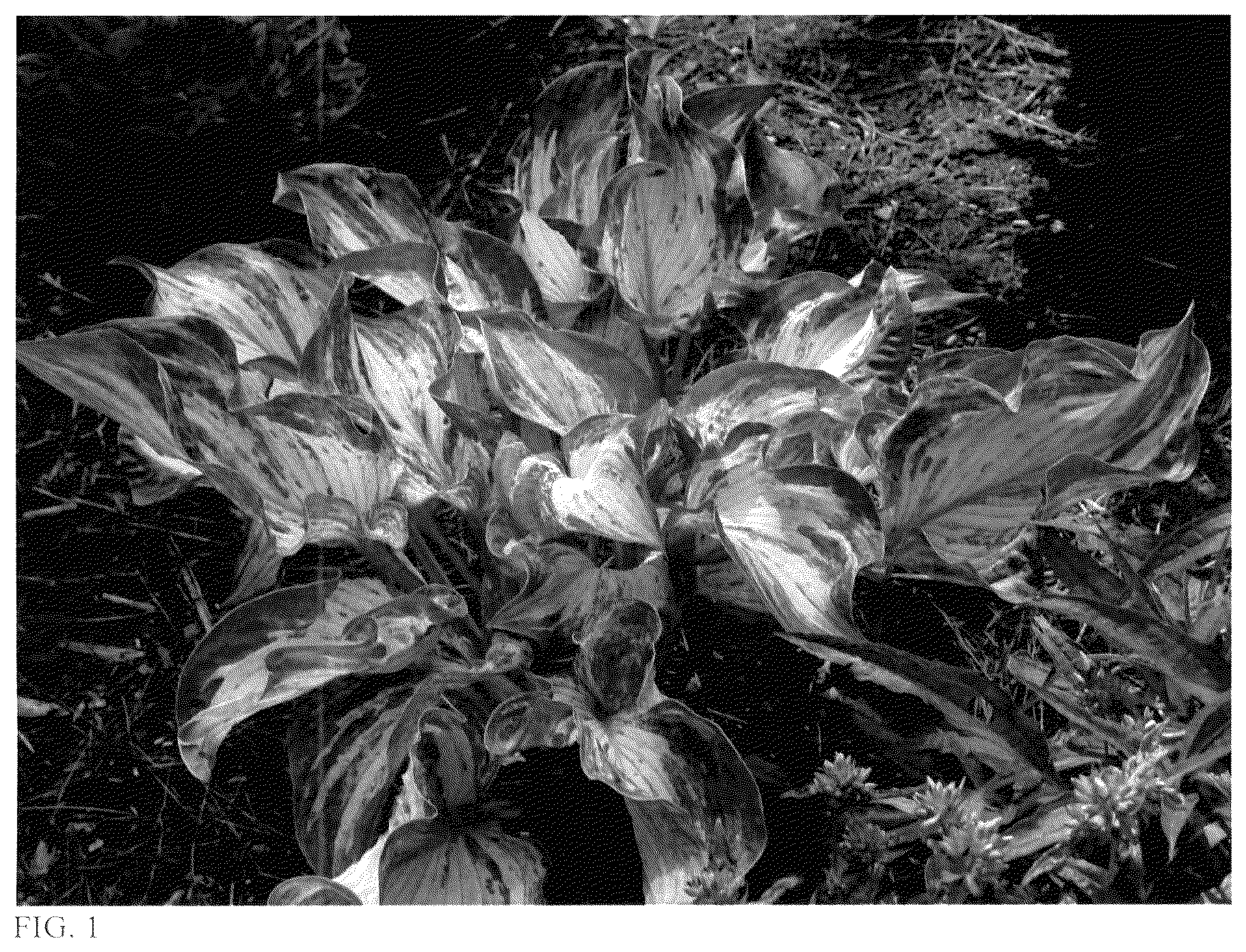 Patent USPP037346 Figure 1 – Hosta plant named ‘Frog in My Throat’
