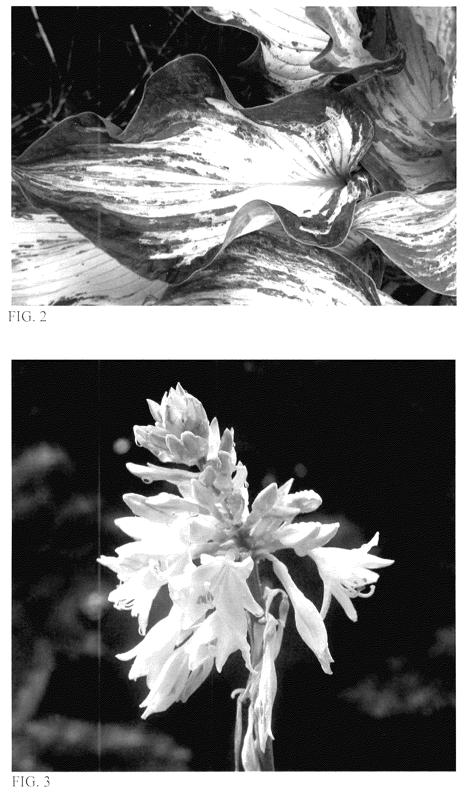Patent USPP037346 Figure 2 – Hosta plant named ‘Frog in My Throat’