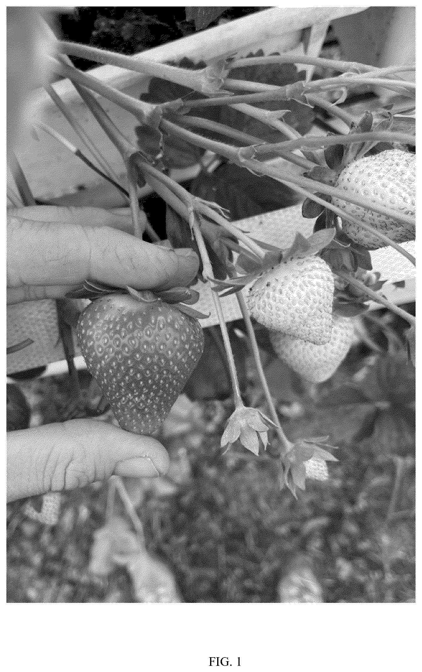 Patent USPP037347 Figure 1 – Fragaria plant named ‘BTSB one’