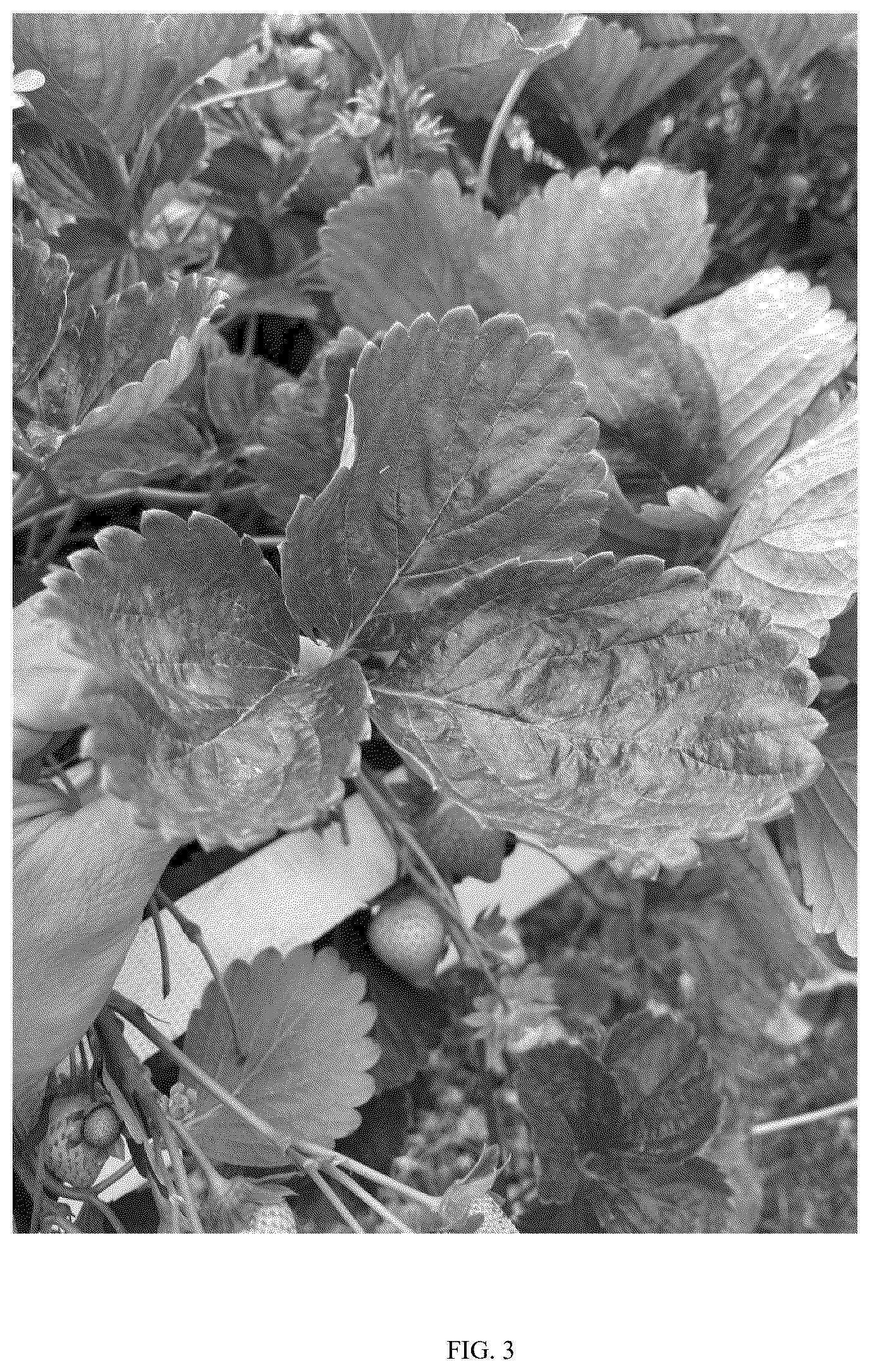 Patent USPP037347 Figure 3 – Fragaria plant named ‘BTSB one’