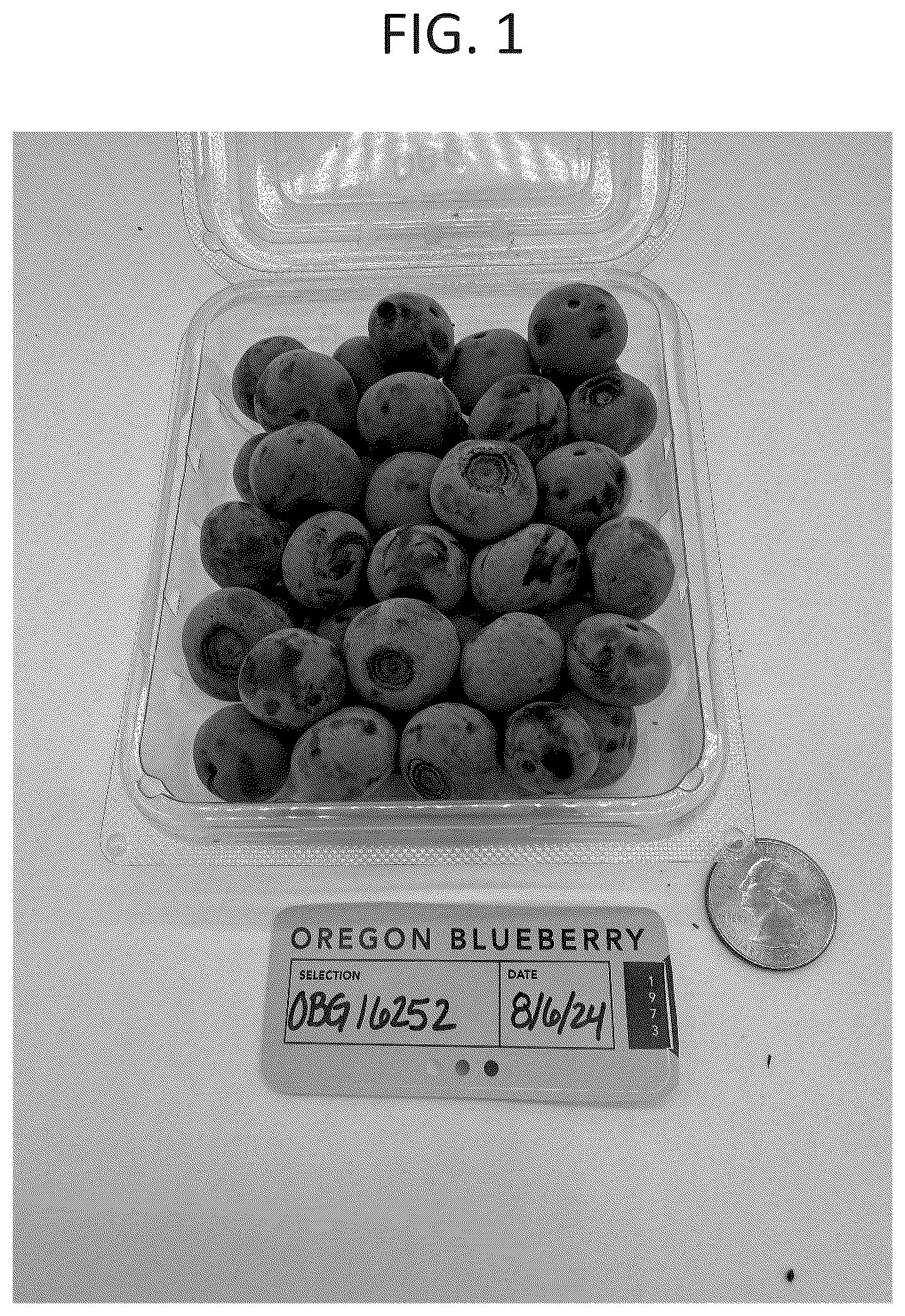 Patent USPP037348 Figure 1 – Blueberry plant named ‘OBG-16252’