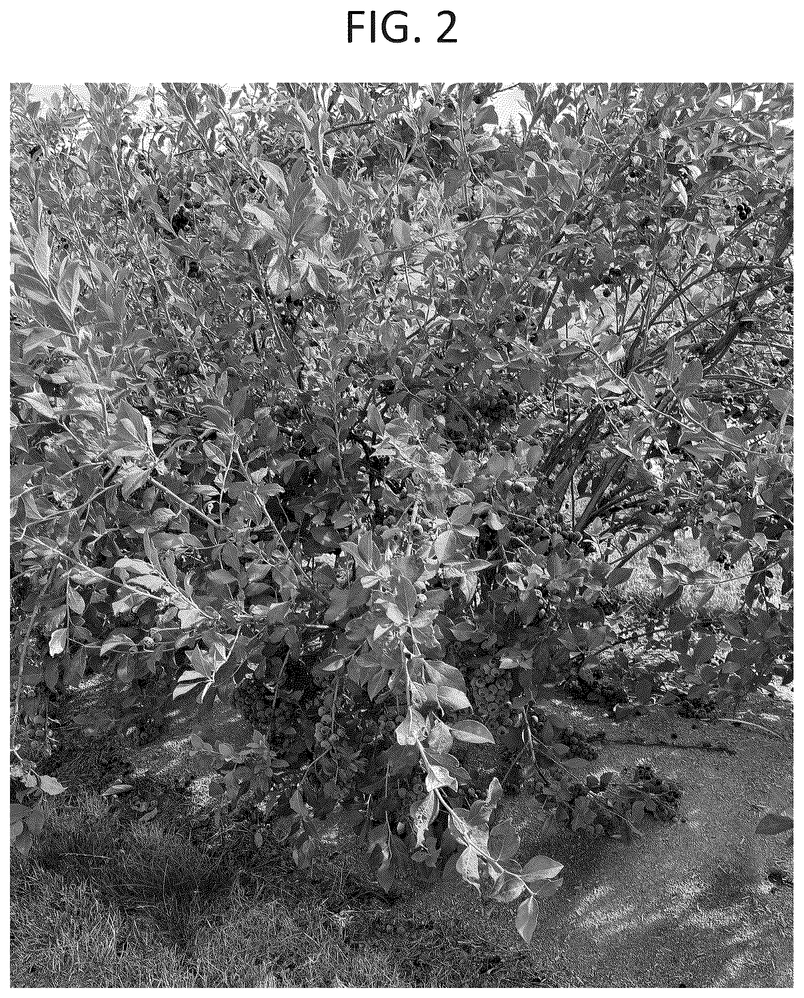 Patent USPP037348 Figure 2 – Blueberry plant named ‘OBG-16252’