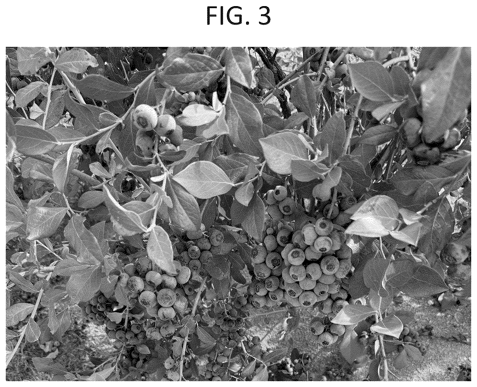 Patent USPP037348 Figure 3 – Blueberry plant named ‘OBG-16252’