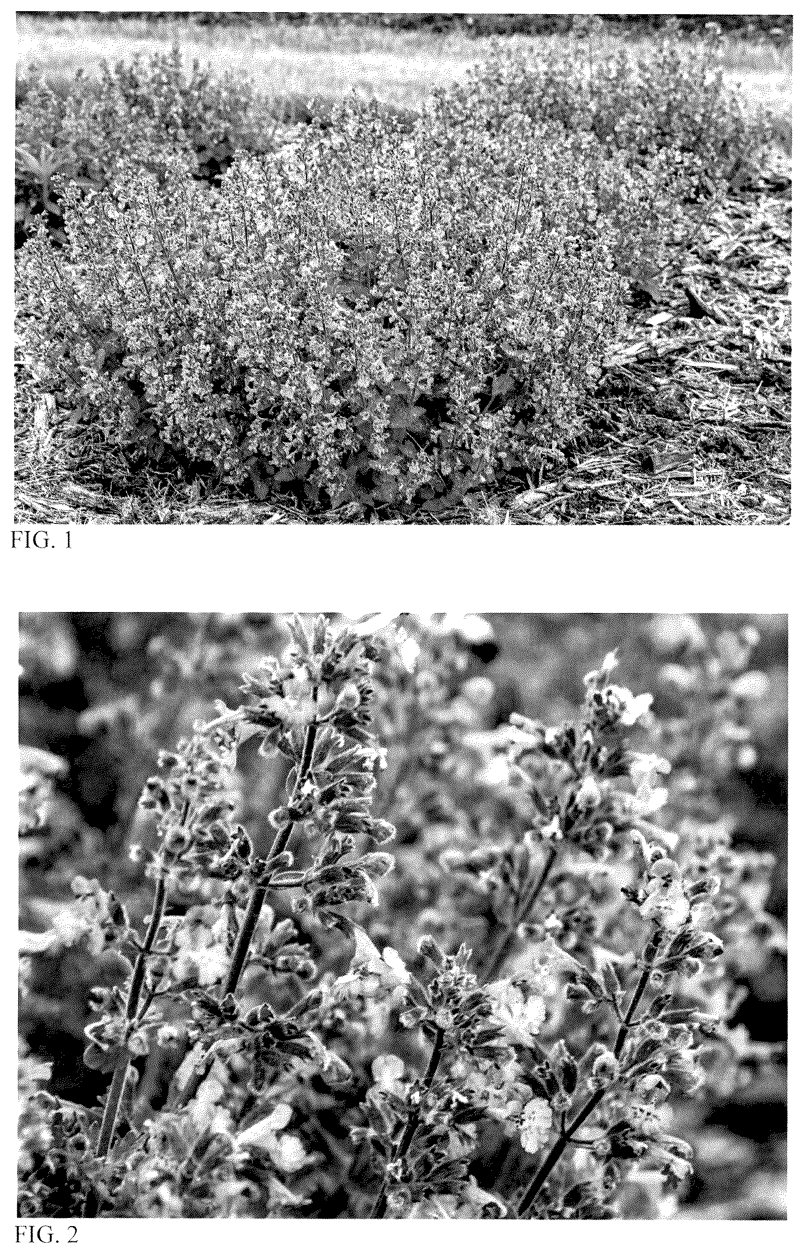 Patent USPP037349 Figure 1 – Nepeta plant named ‘Catwalk Queen’