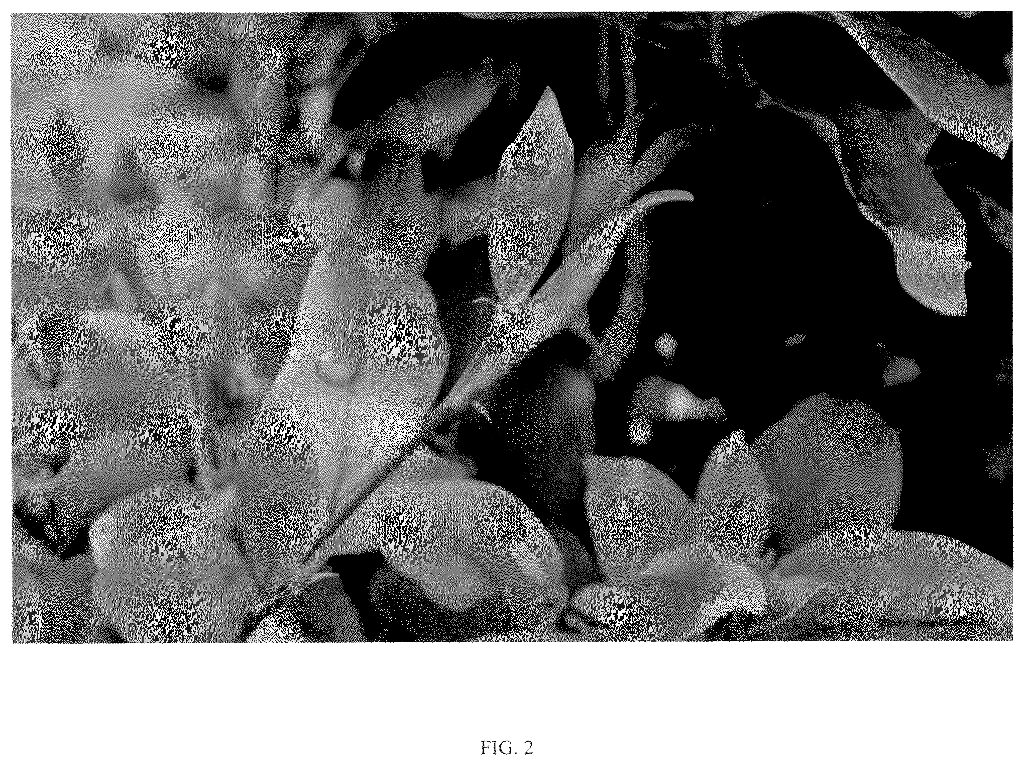 Patent USPP037350 Figure 2 – Distylium plant named ‘T3-01-22’