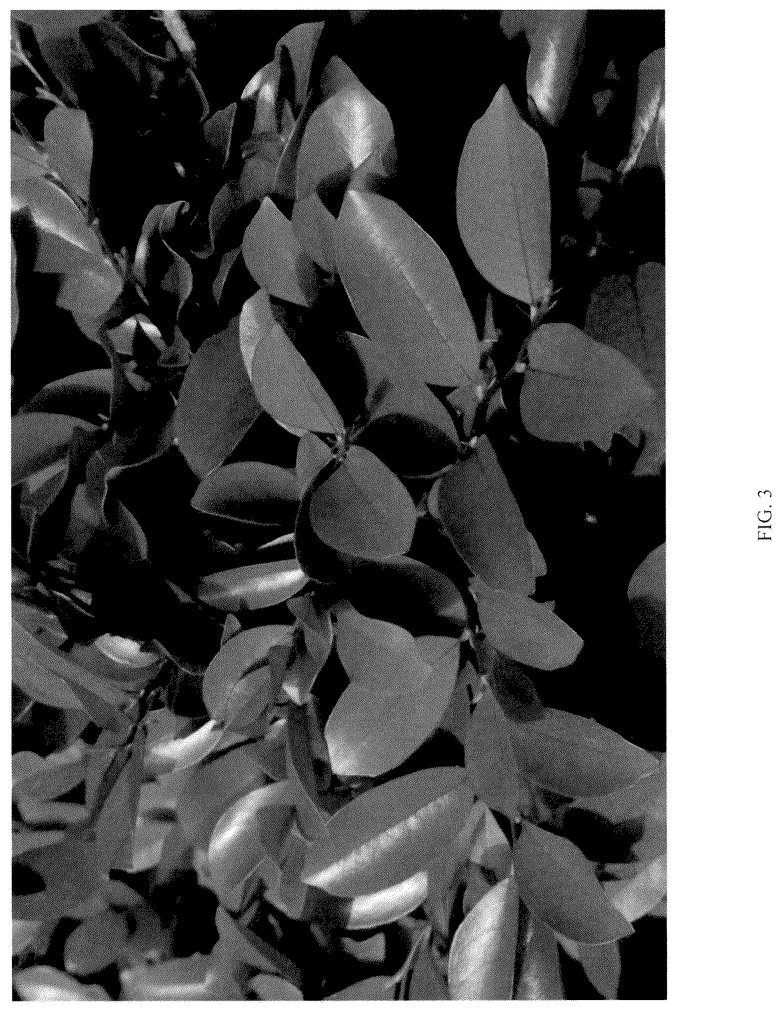 Patent USPP037350 Figure 3 – Distylium plant named ‘T3-01-22’