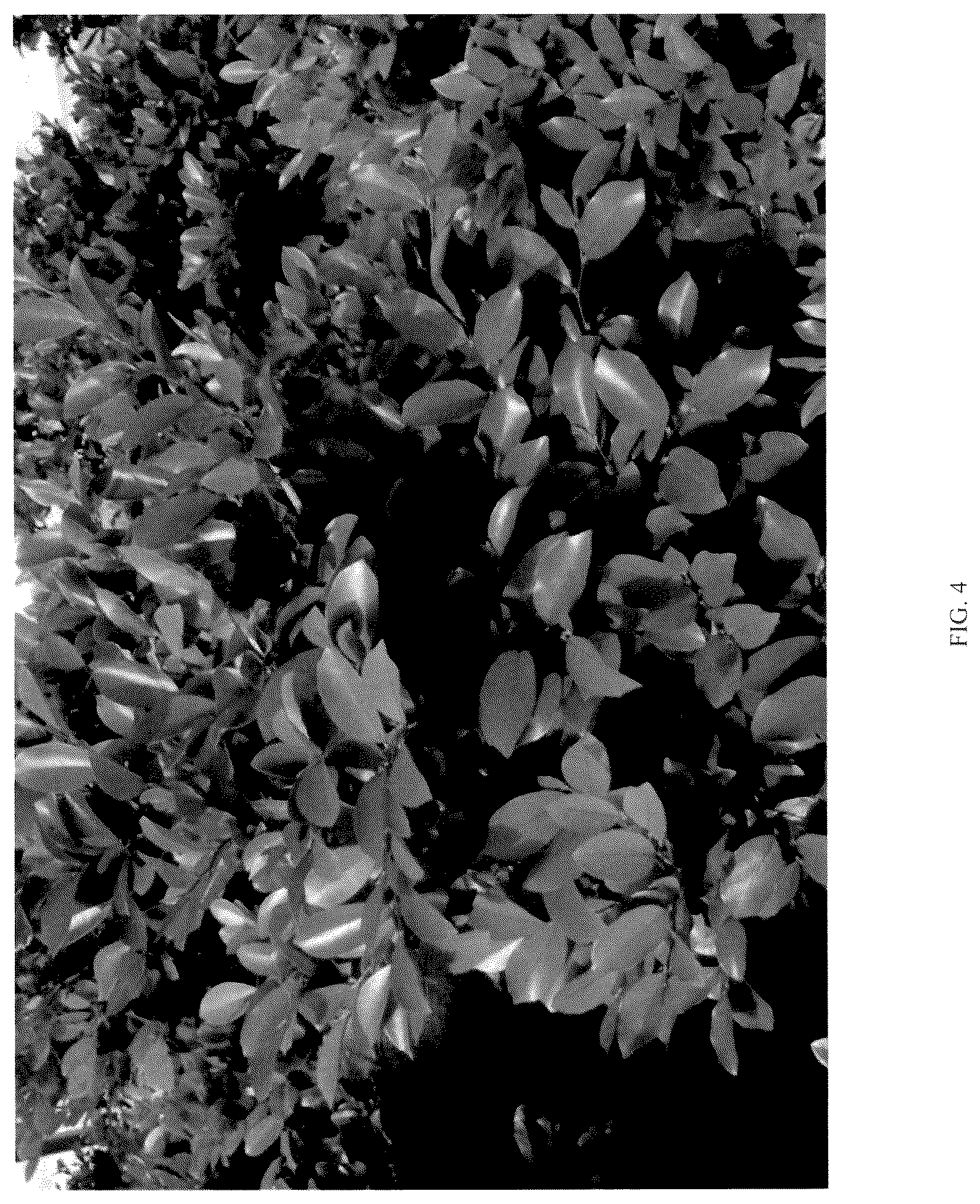 Patent USPP037350 Figure 4 – Distylium plant named ‘T3-01-22’