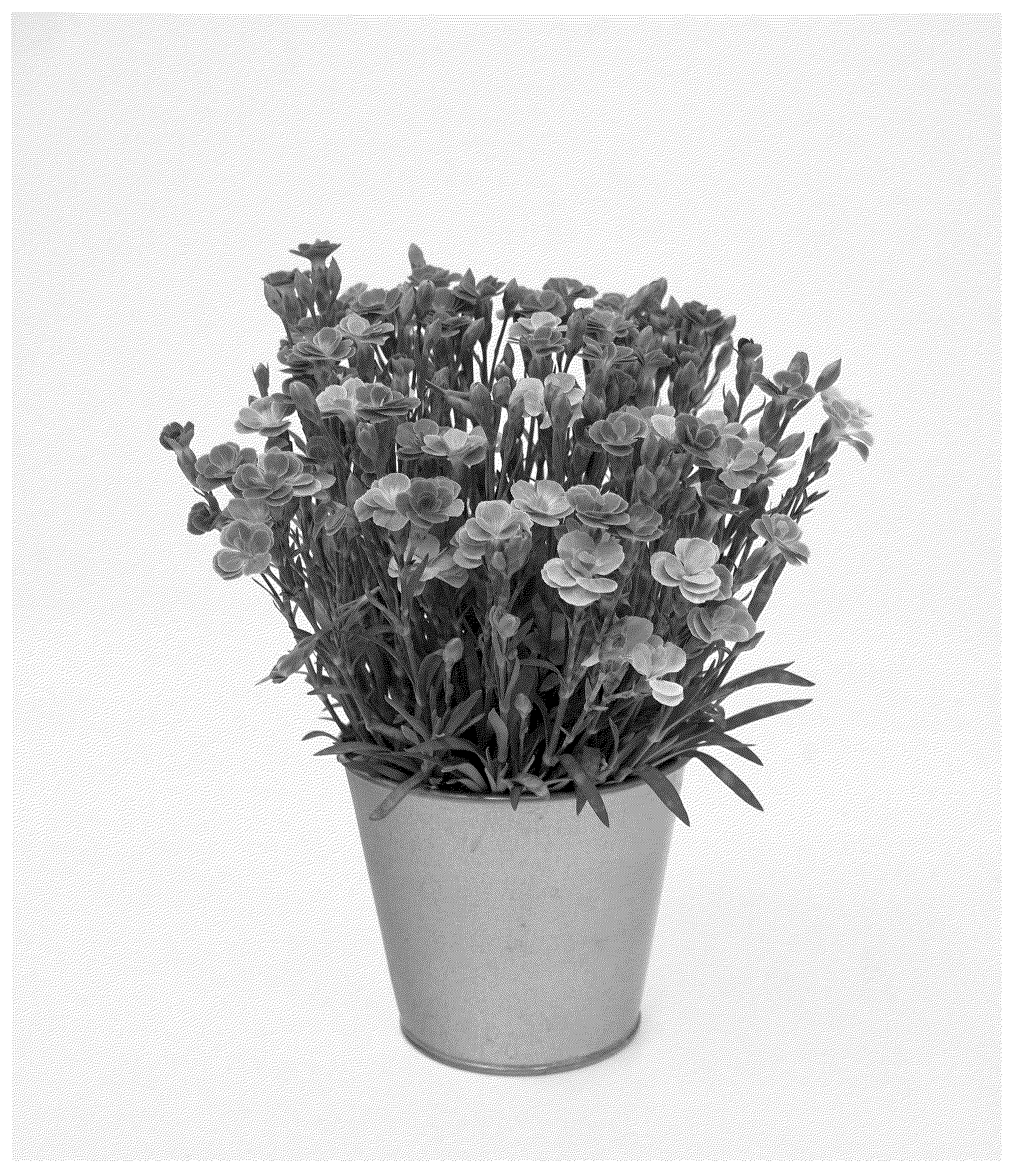 Patent USPP037351 Figure 1 – Dianthus plant named ‘KLEDG24696’
