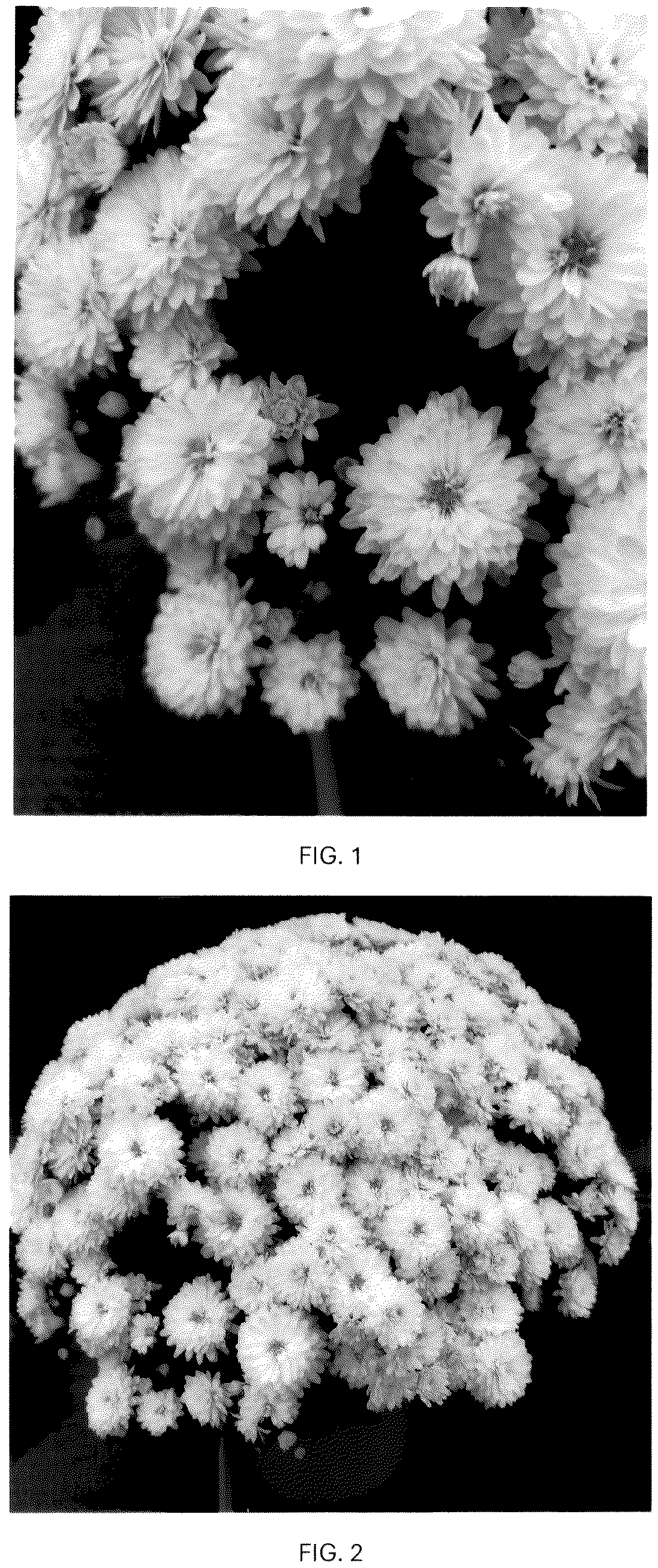 Patent USPP037352 Figure 1 – Chrysanthemum plant named ‘CIFZ0115’