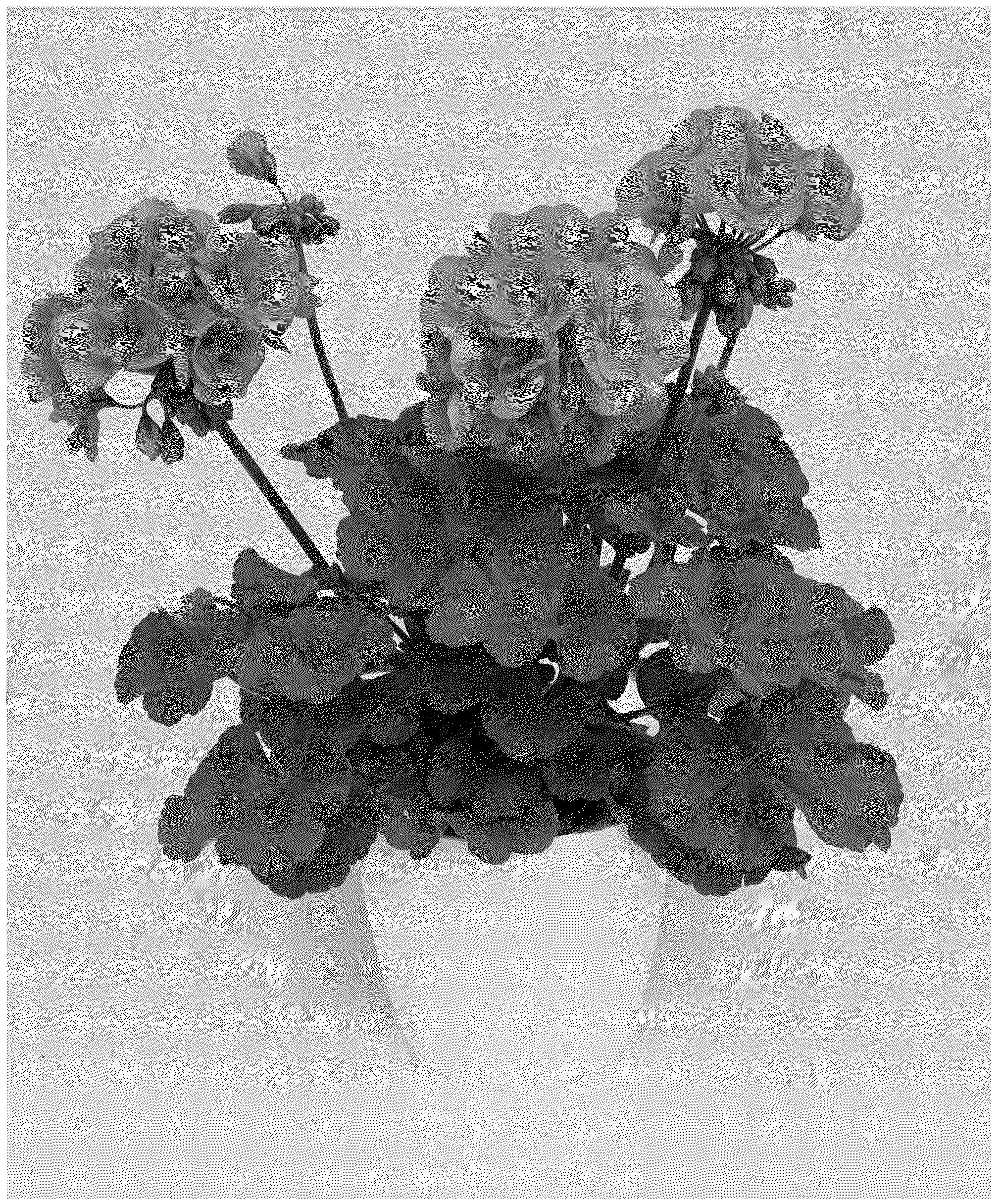 Patent USPP037353 — Pelargonium plant named ‘KLEPZ24810’ — Figure 1