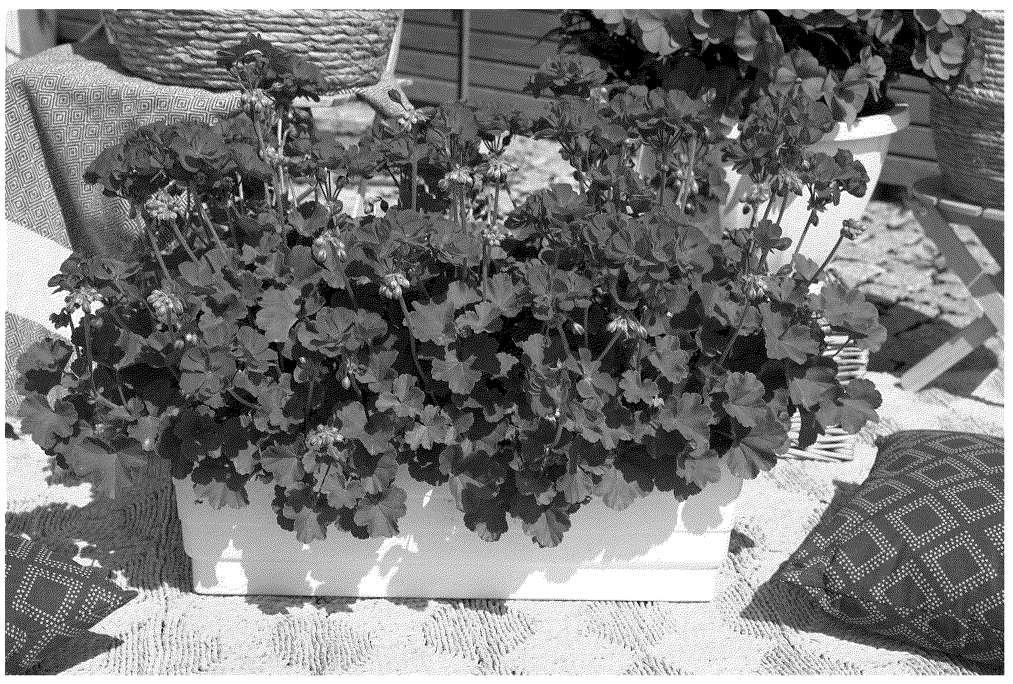 Patent USPP037354 Figure 1 – Pelargonium plant named ‘KLEPZ24789’