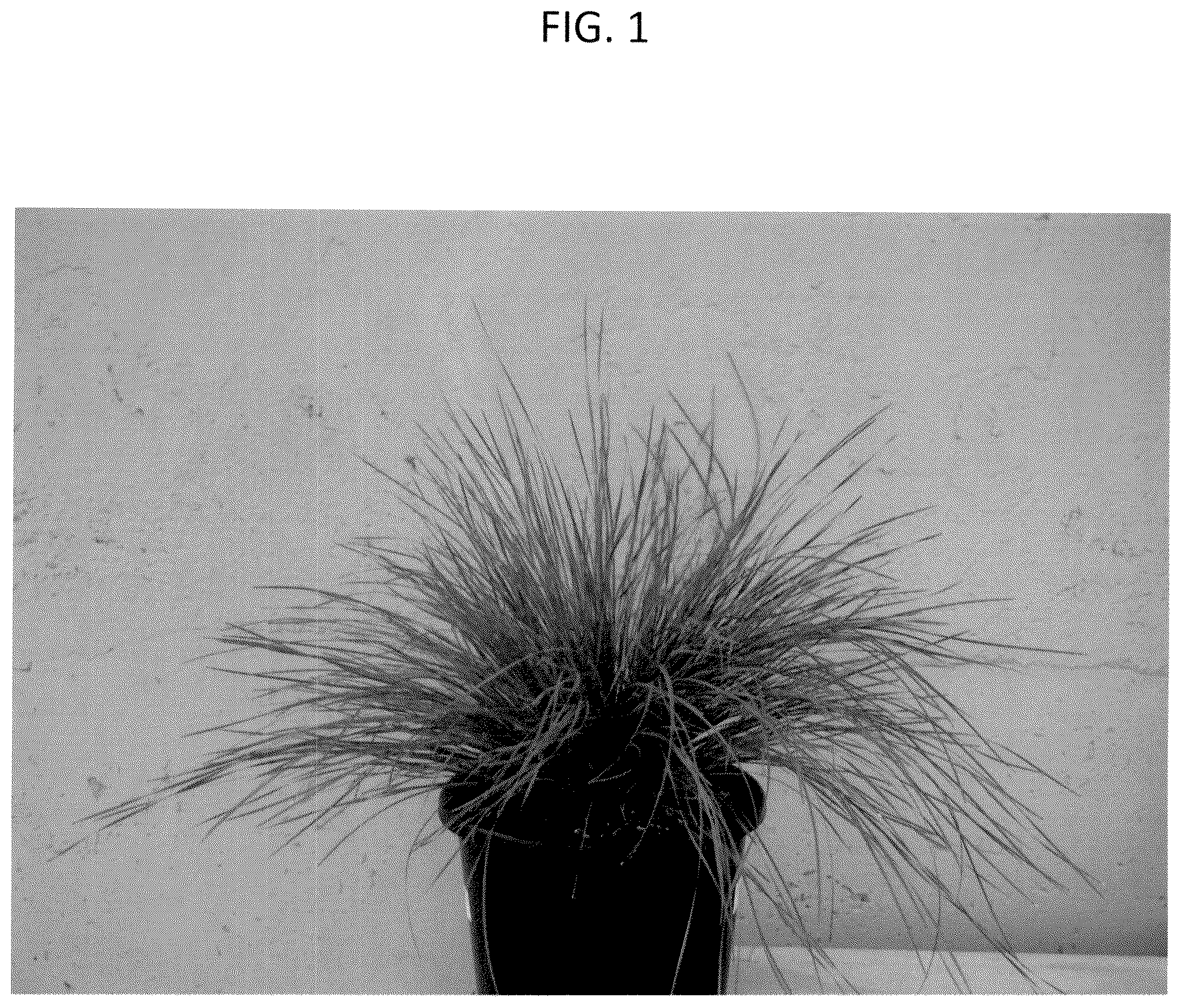 Patent USPP037355 Figure 1 – Lomandra plant named ‘LM360’