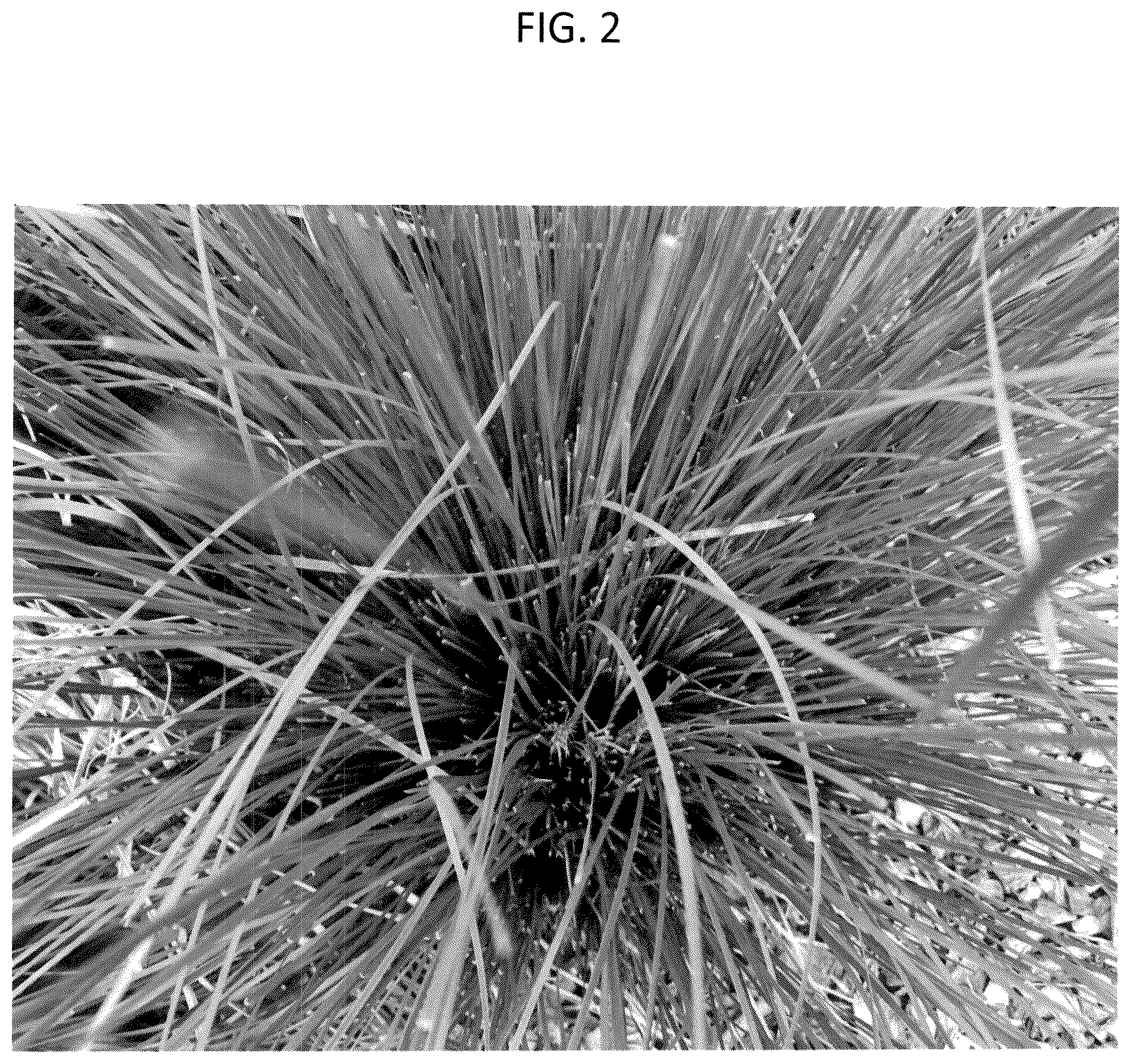 Patent USPP037355 Figure 2 – Lomandra plant named ‘LM360’