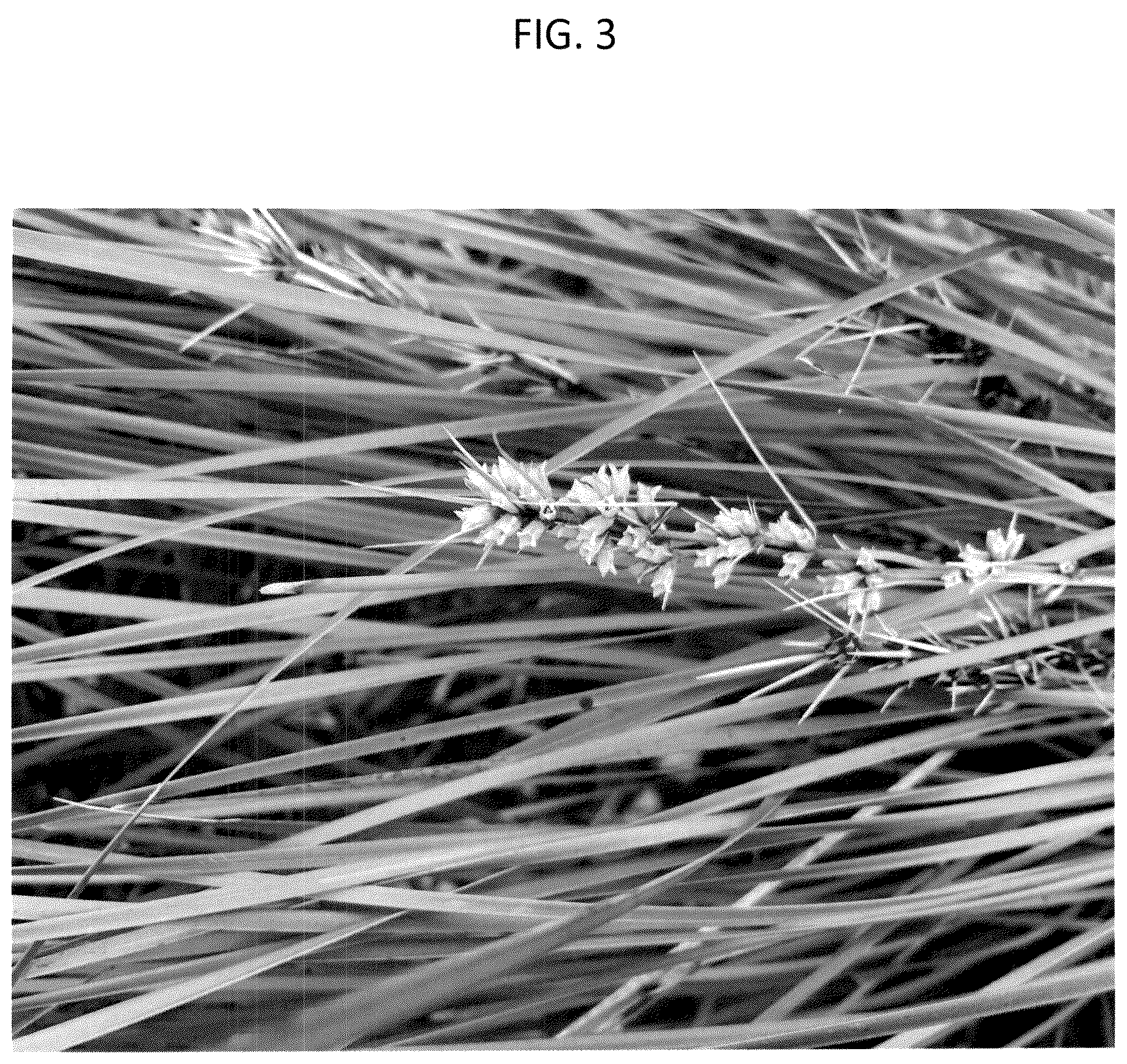 Patent USPP037355 Figure 3 – Lomandra plant named ‘LM360’