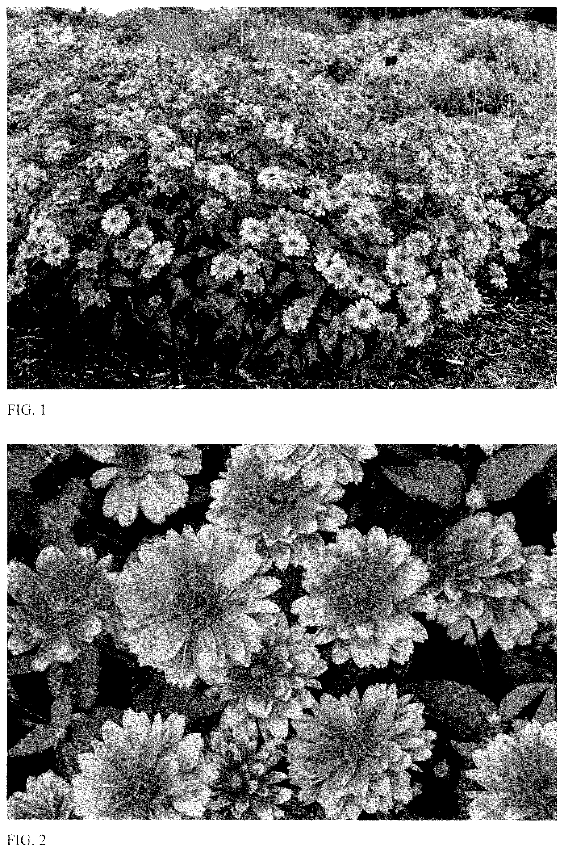 Patent USPP037356 — Heliopsis plant named ‘Forged in Fire’ — Figure 1