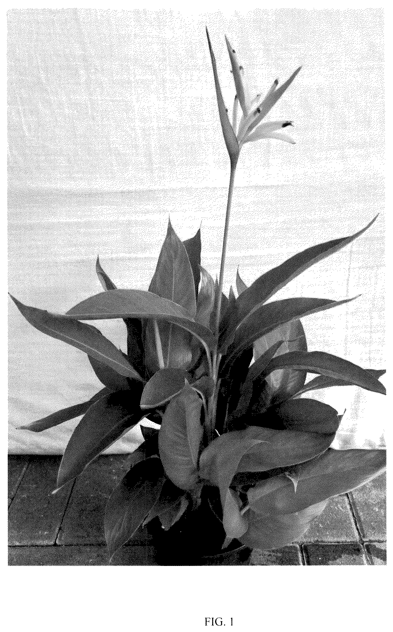 Patent USPP037374 Figure 1 – Heliconia plant named ‘RUBY PARROT IMPROVED’