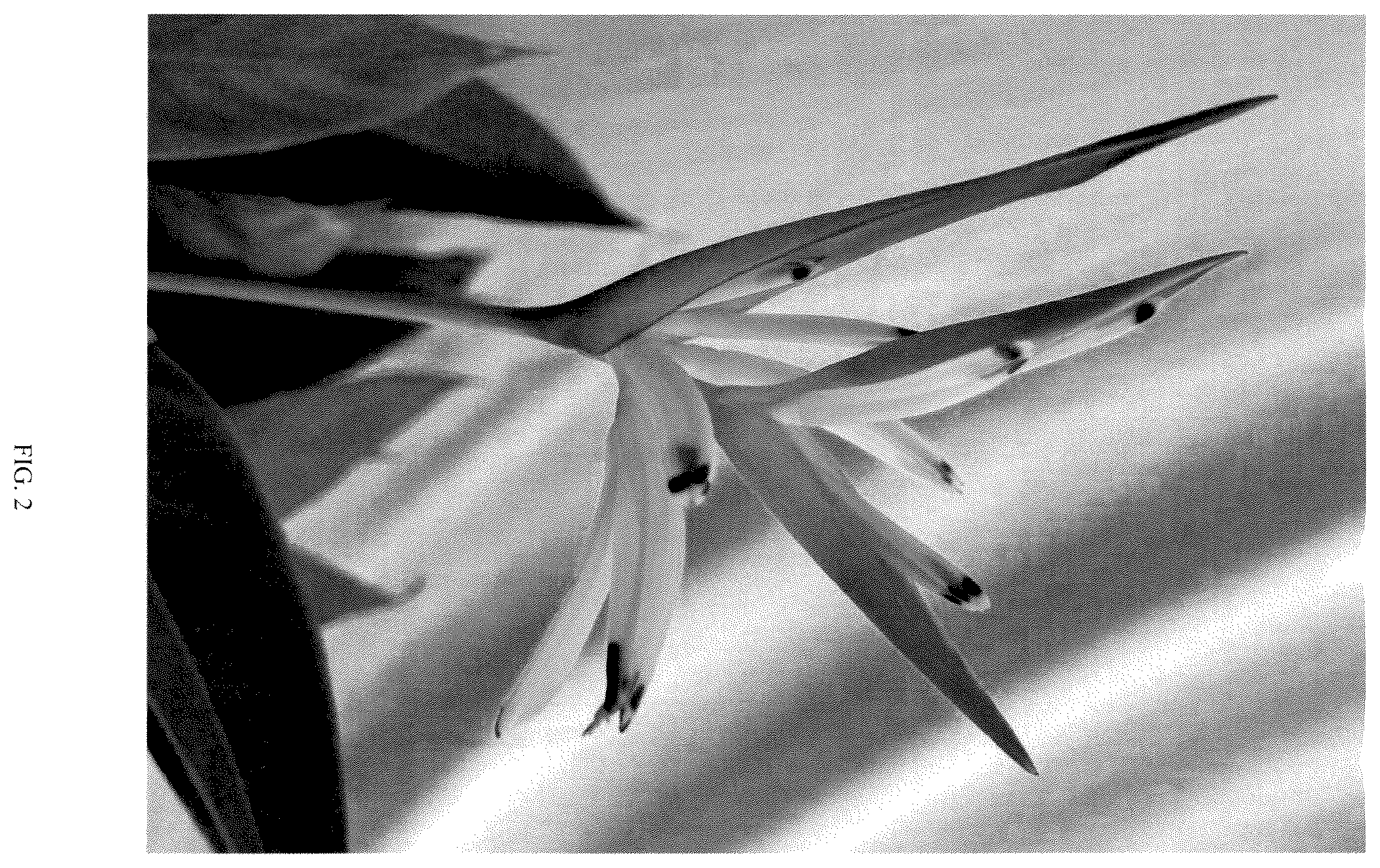 Patent USPP037374 Figure 2 – Heliconia plant named ‘RUBY PARROT IMPROVED’