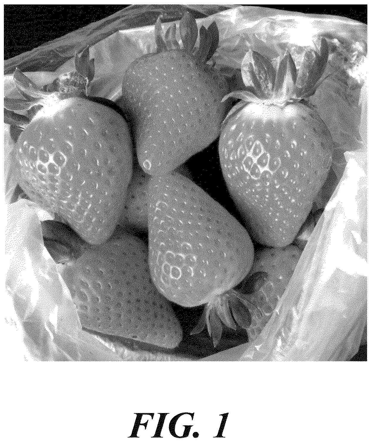 Patent USPP037375 Figure 1 – Strawberry plant named ‘LBR 96 1’