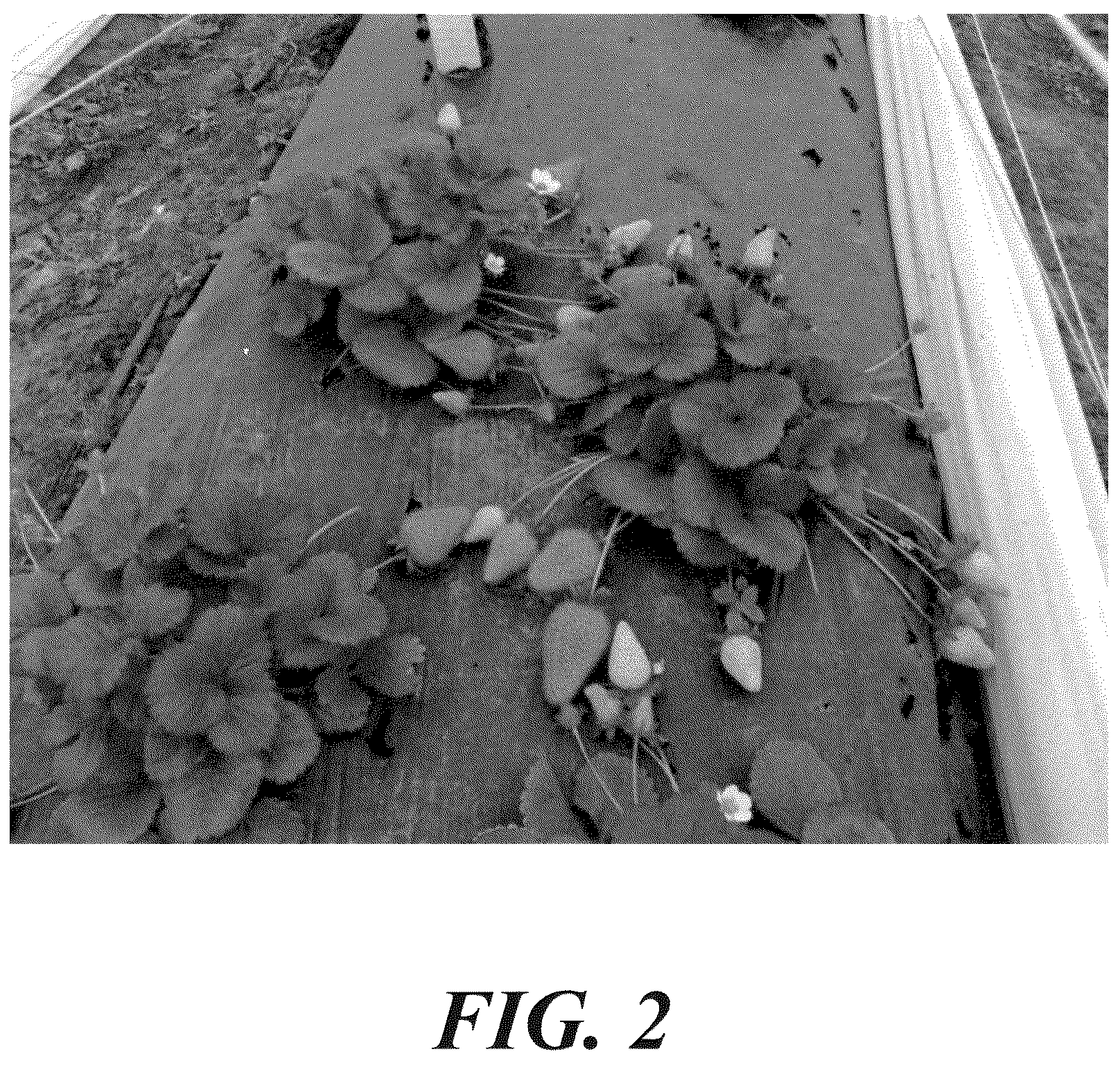 Patent USPP037375 Figure 2 – Strawberry plant named ‘LBR 96 1’