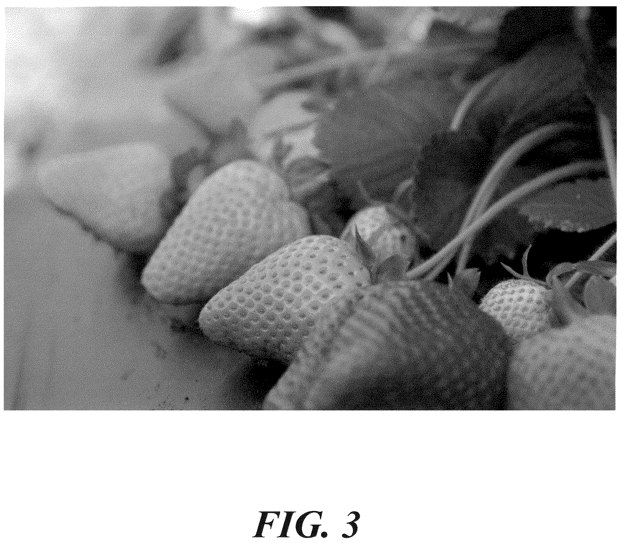Patent USPP037375 Figure 3 – Strawberry plant named ‘LBR 96 1’