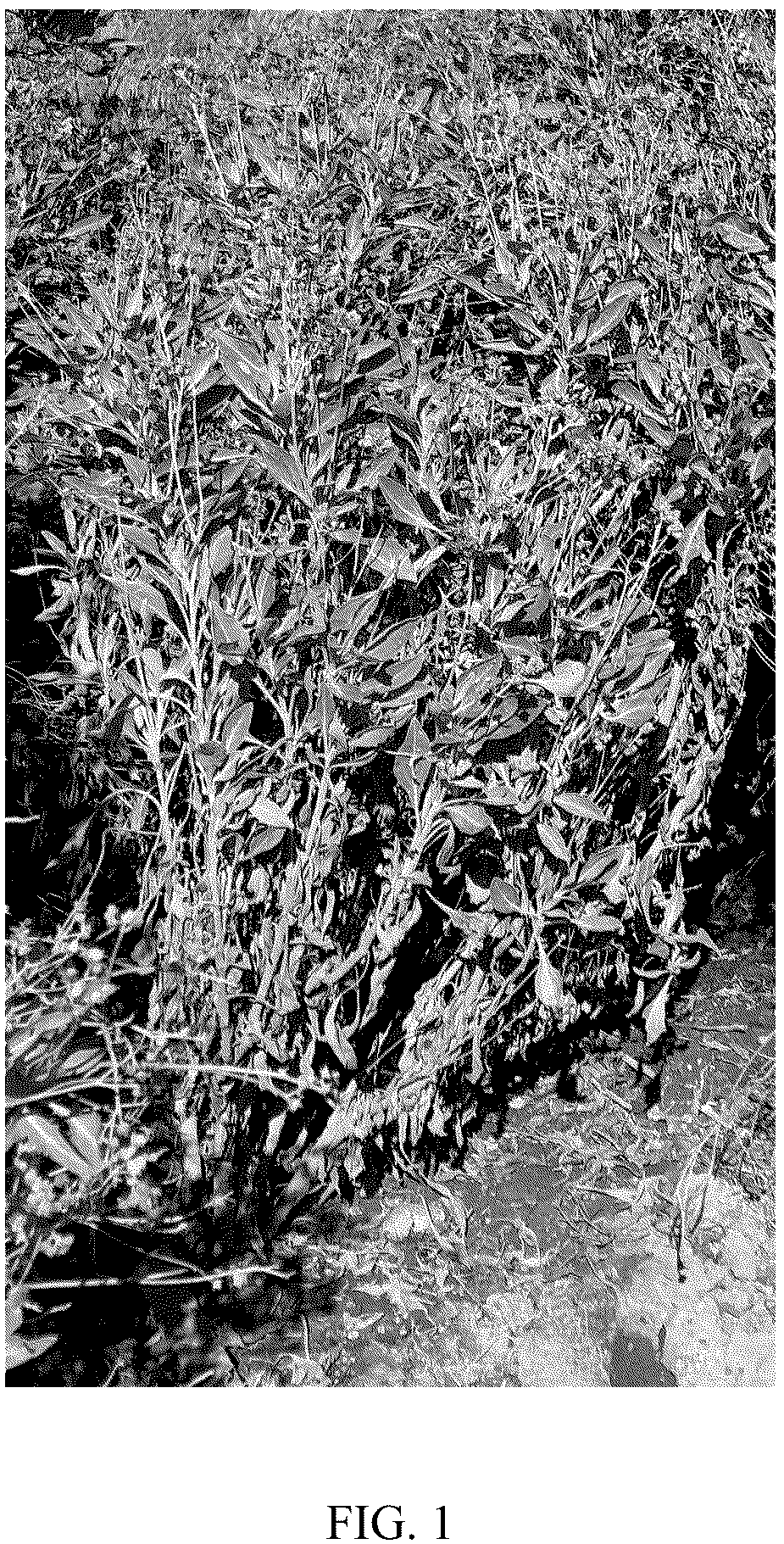 Patent USPP037376 Figure 1 – Guayule plant named ‘E-B2WN-13167’