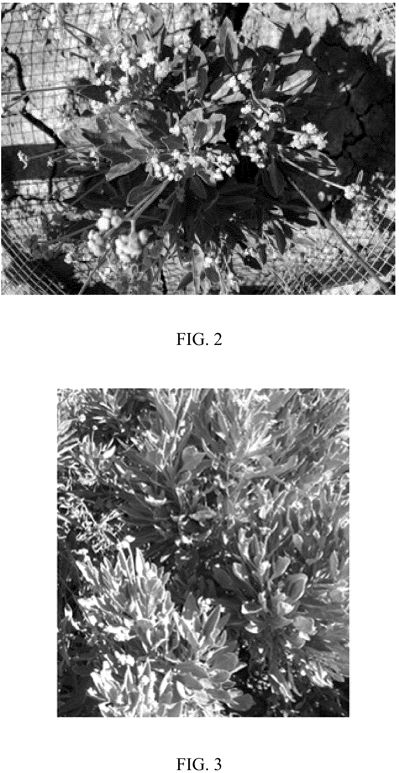Patent USPP037376 Figure 2 – Guayule plant named ‘E-B2WN-13167’