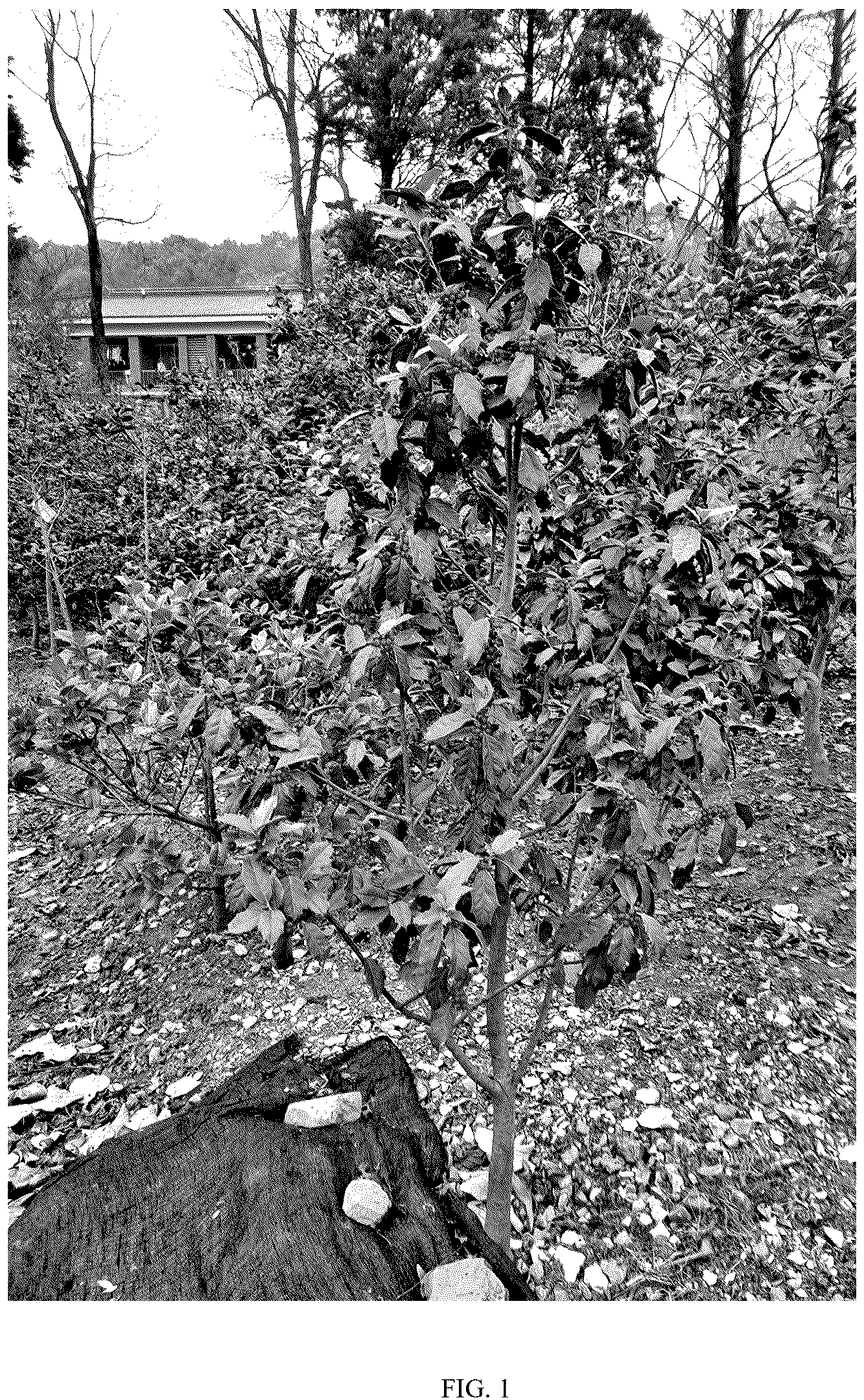 Patent USPP037377 Figure 1 – Ilex plant named ‘GUARD’