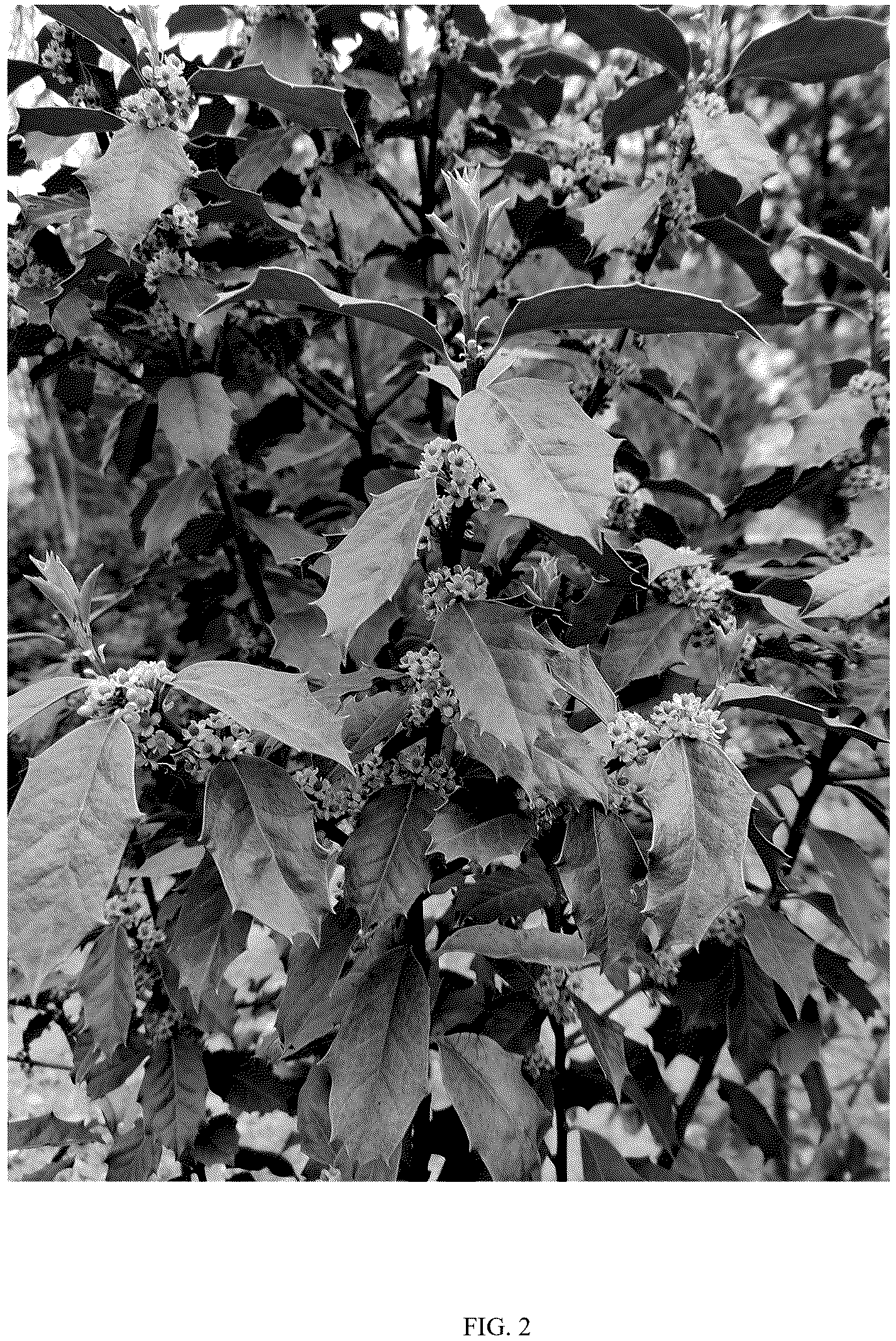 Patent USPP037377 Figure 2 – Ilex plant named ‘GUARD’
