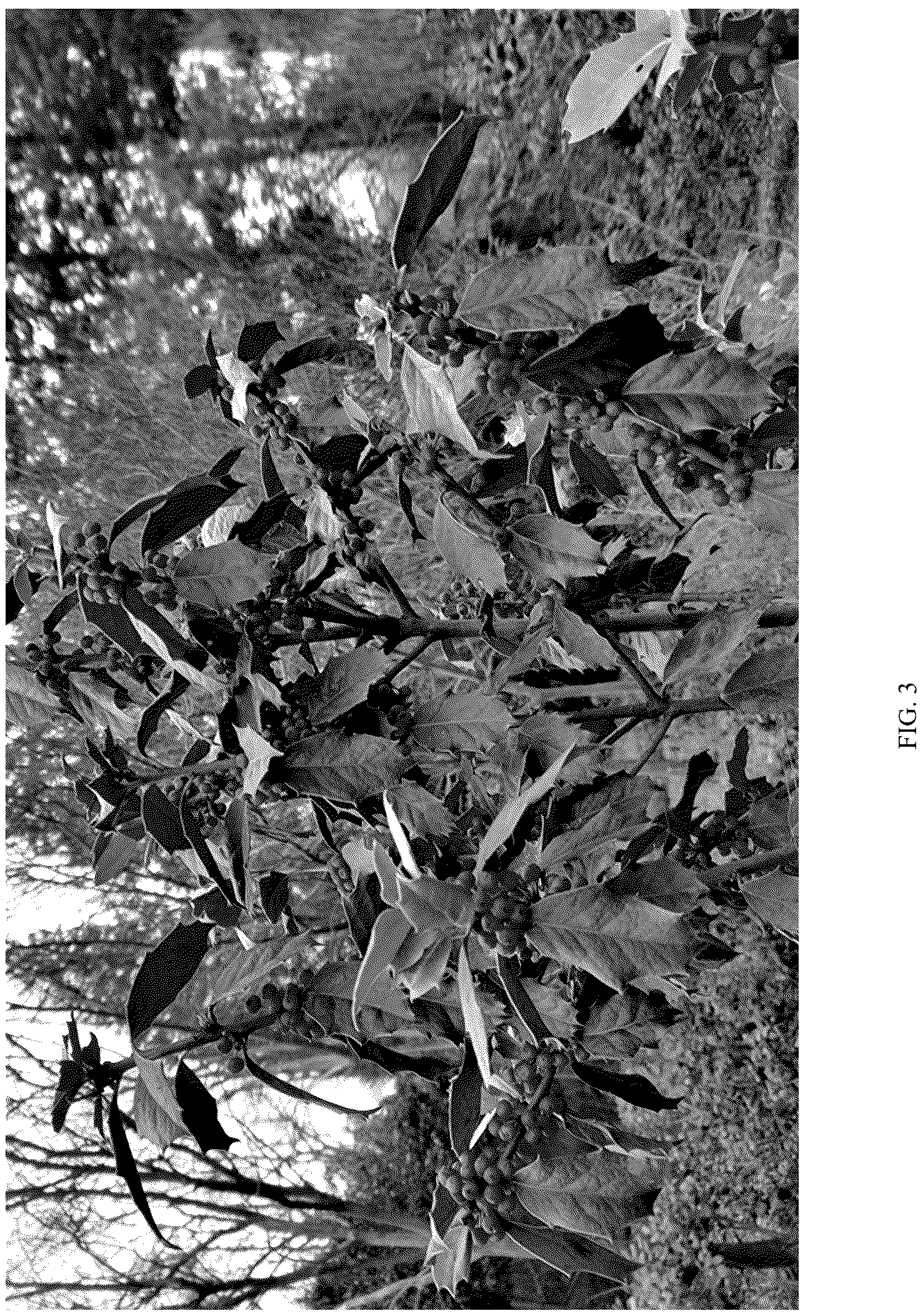 Patent USPP037377 Figure 3 – Ilex plant named ‘GUARD’