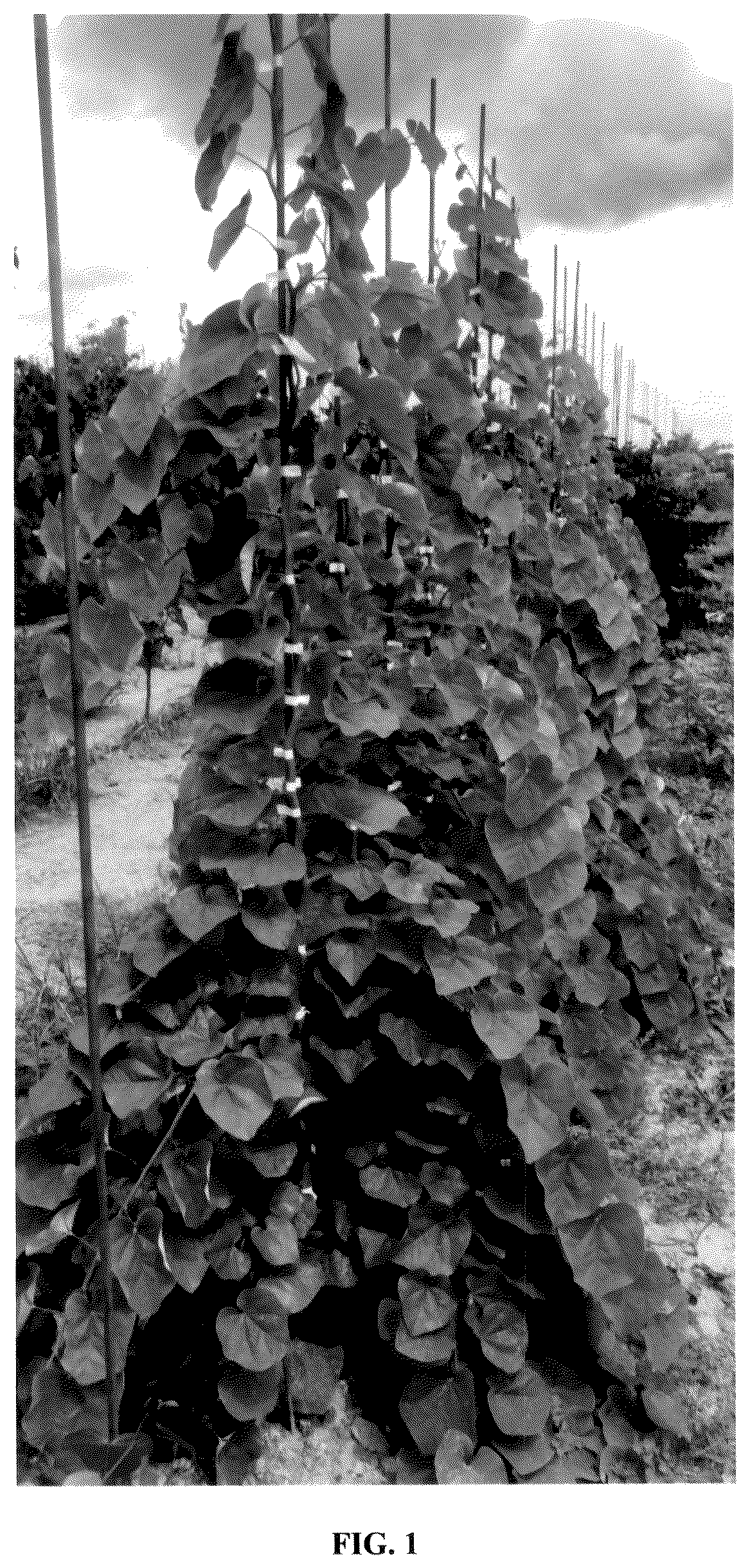 Patent USPP037378 Figure 1 – Cercis plant named ‘JN104’