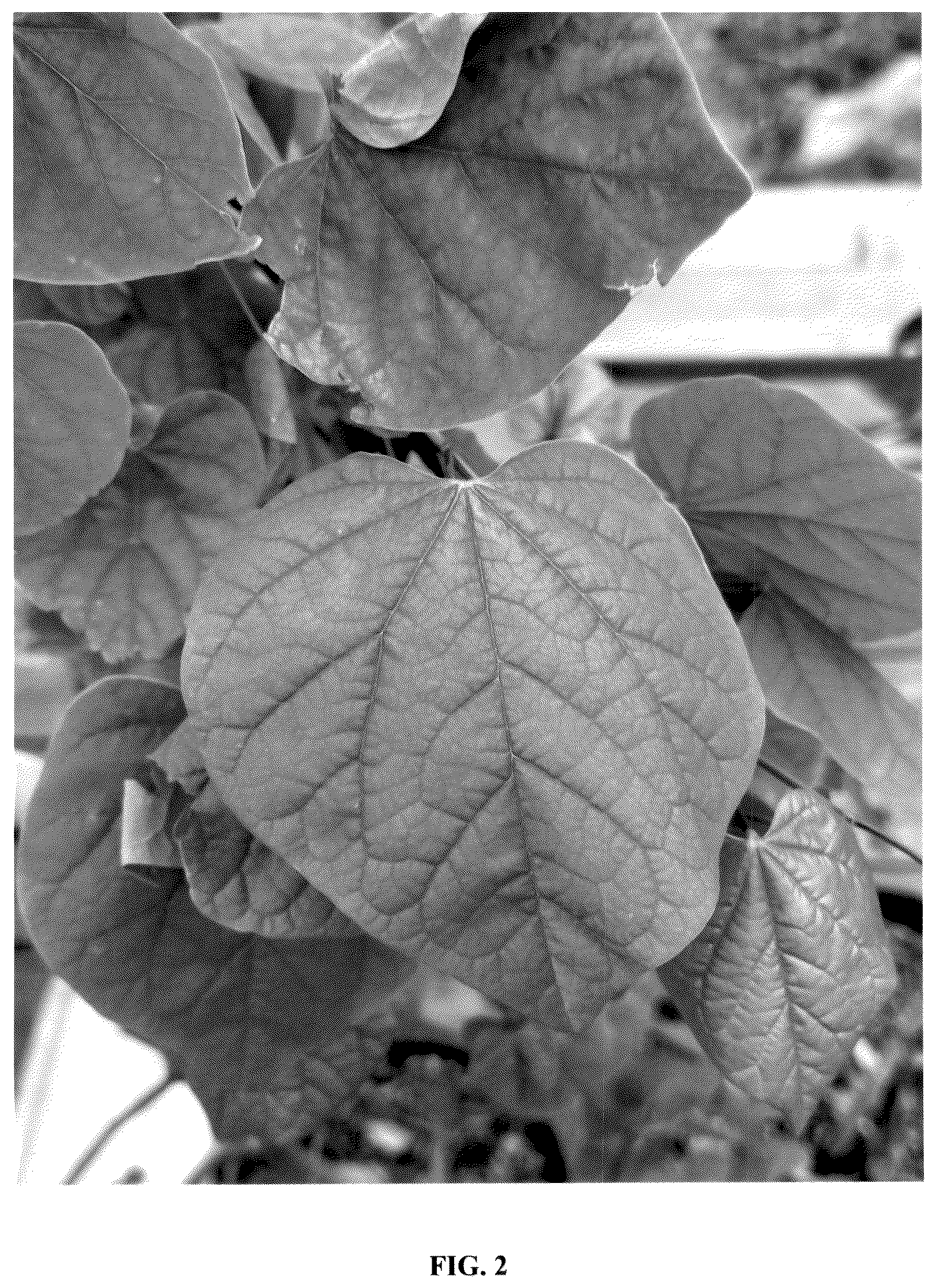 Patent USPP037378 Figure 2 – Cercis plant named ‘JN104’