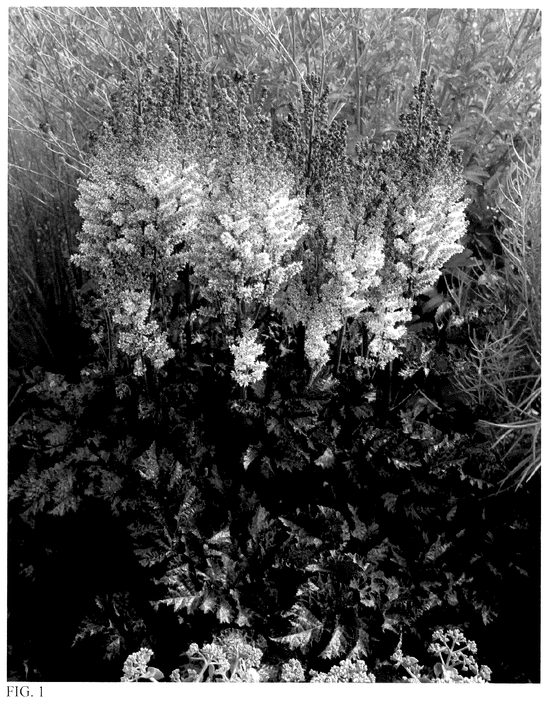 Patent USPP037379 Figure 1 – Astilbe plant named ‘Dragon's Lair’