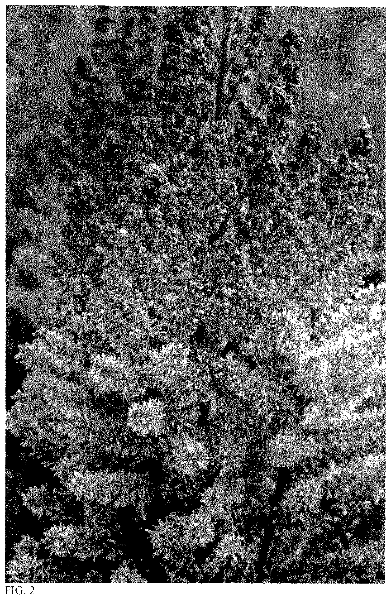 Patent USPP037379 Figure 2 – Astilbe plant named ‘Dragon's Lair’