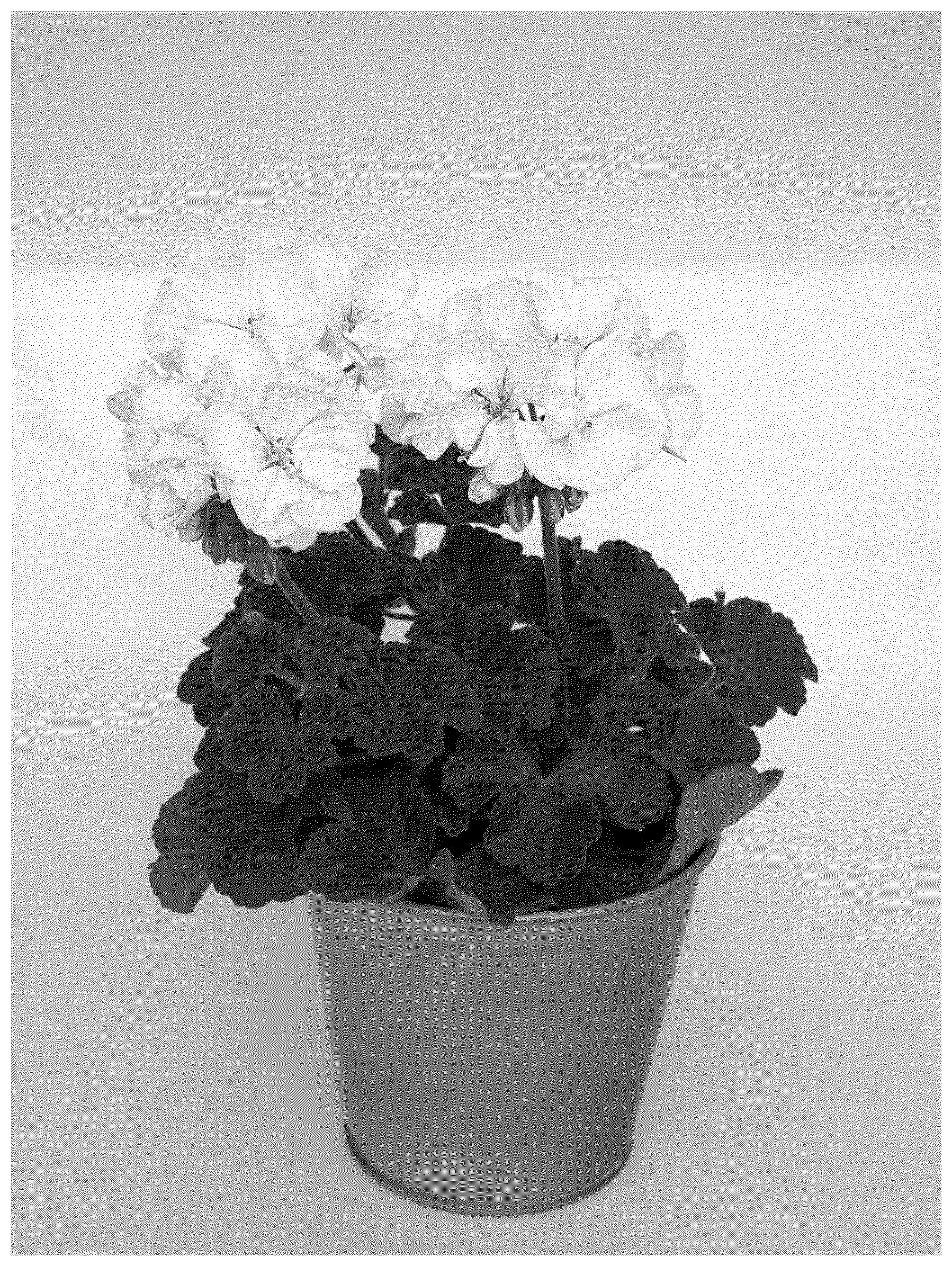 Patent USPP037380 Figure 1 – Pelargonium plant named ‘KLEPZ24852’