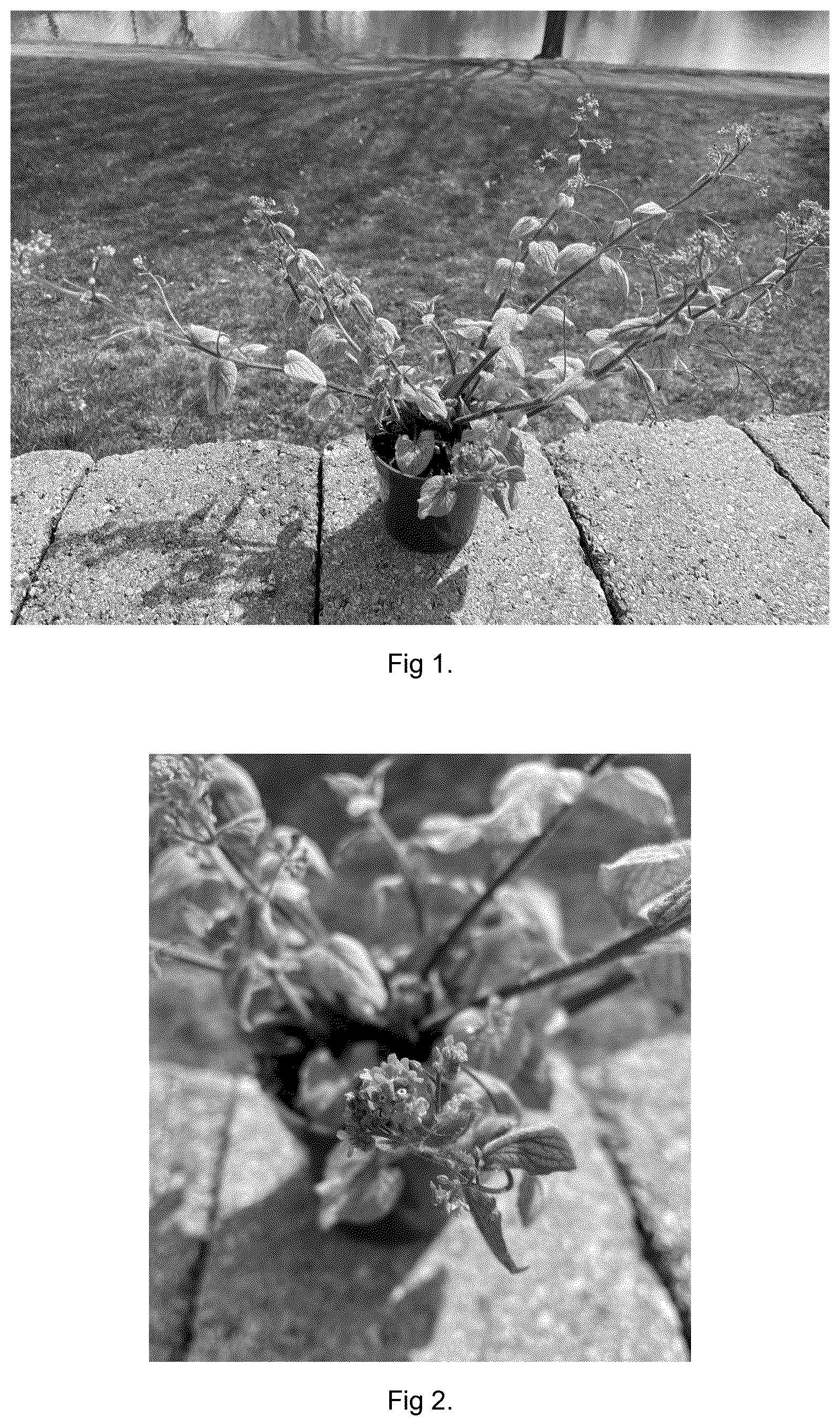 Patent USPP037381 Figure 1 – Brunnera plant named ‘Balfrosmic’