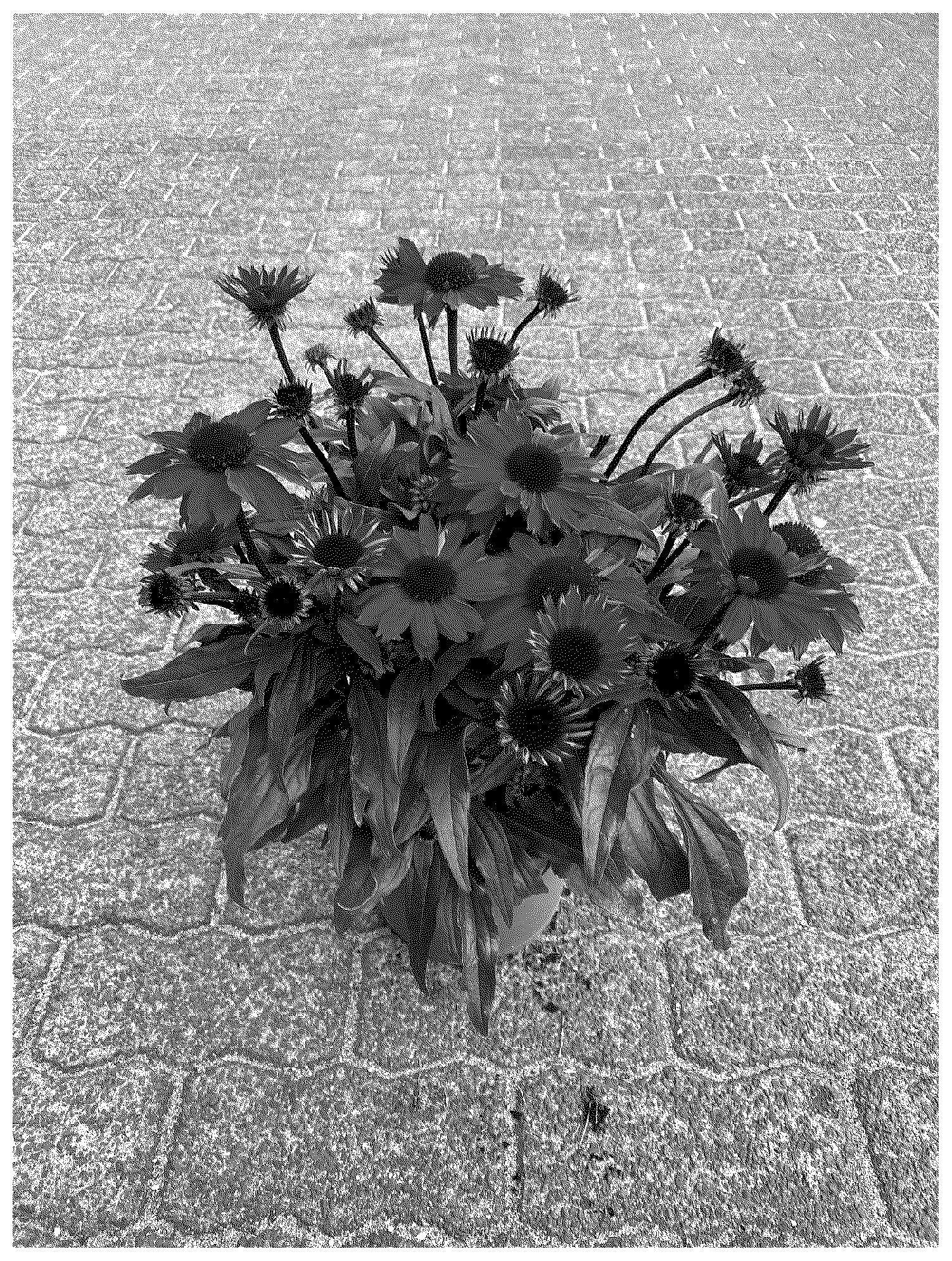 Patent USPP037382 Figure 1 – Echinacea plant named ‘BullEchipur 122’