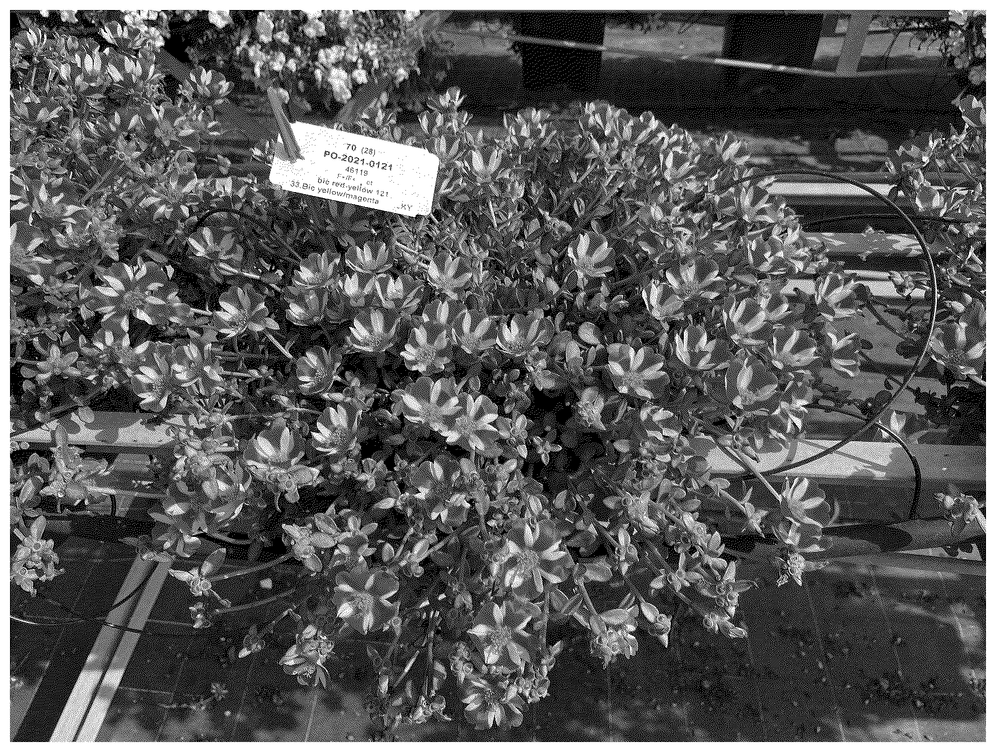 Patent USPP037383 Figure 1 – Portulaca plant named ‘NUFPO24119’