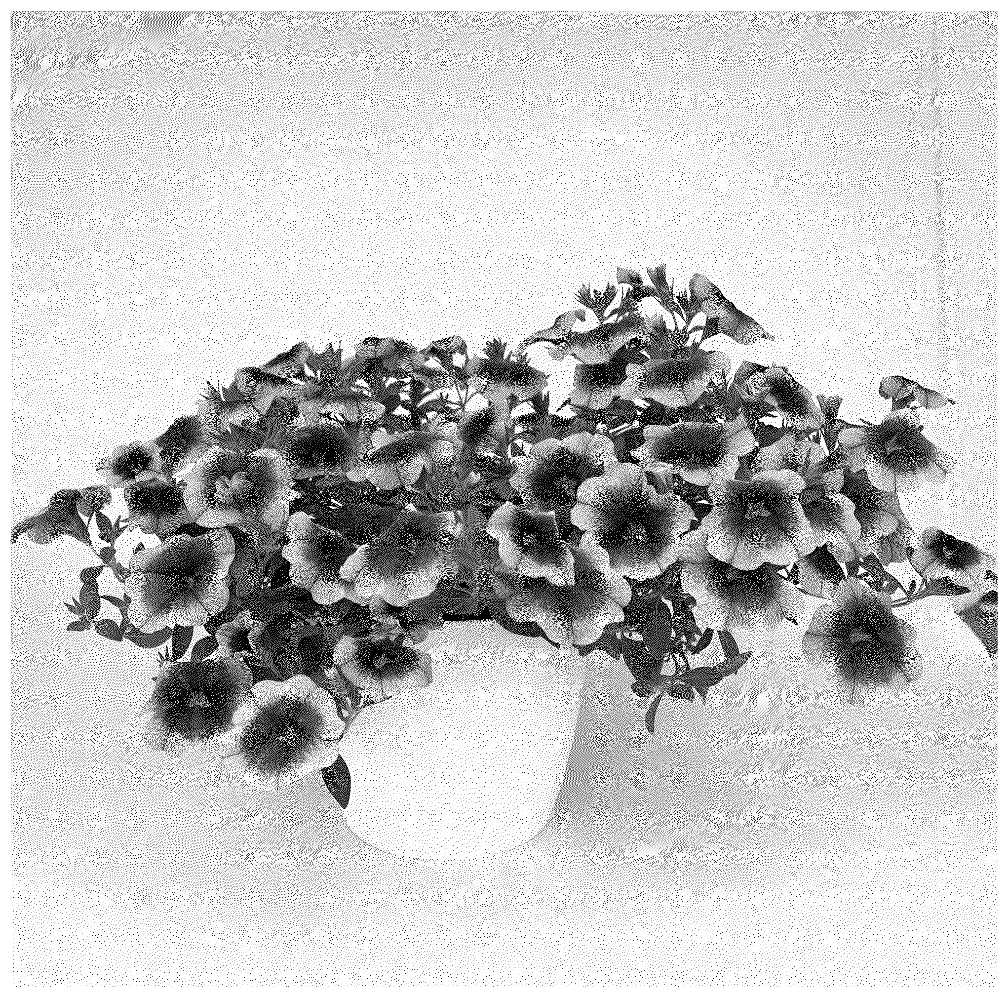 Patent USPP037384 — Calibrachoa plant named ‘KLECA24A64’ — Figure 1