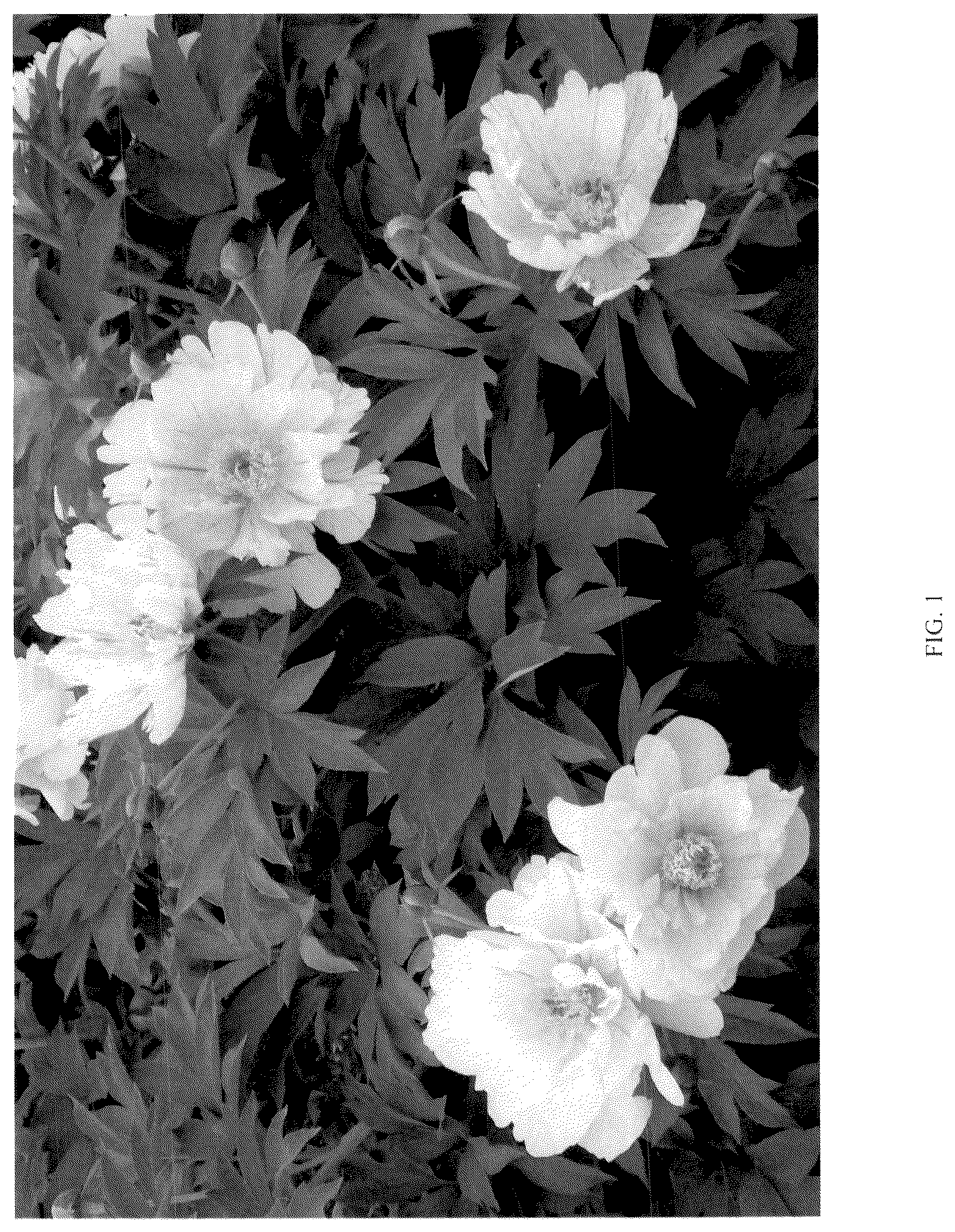 Patent USPP037385 Figure 1 – Paeonia plant named ‘Smithopus12’