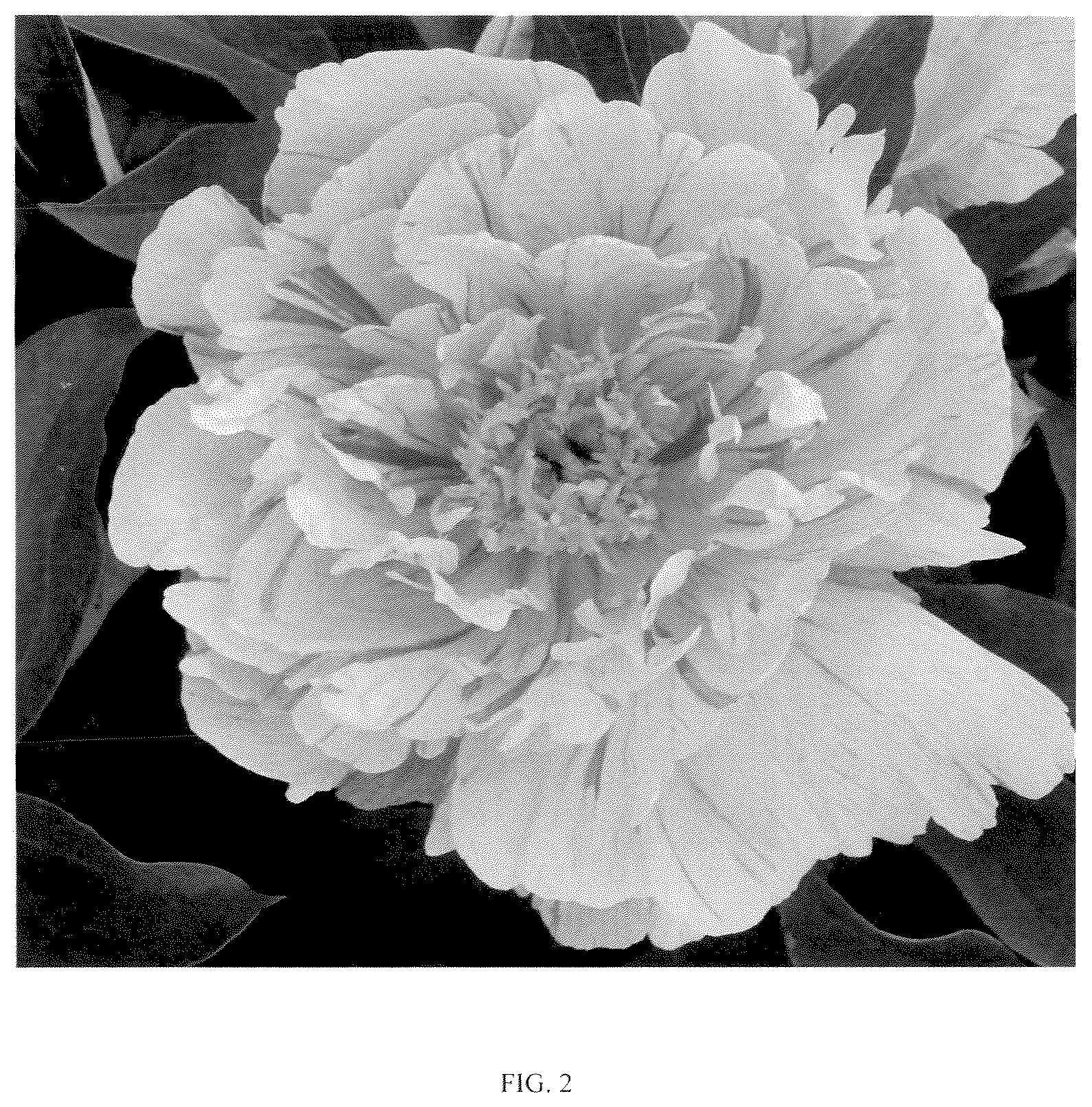 Patent USPP037385 Figure 2 – Paeonia plant named ‘Smithopus12’